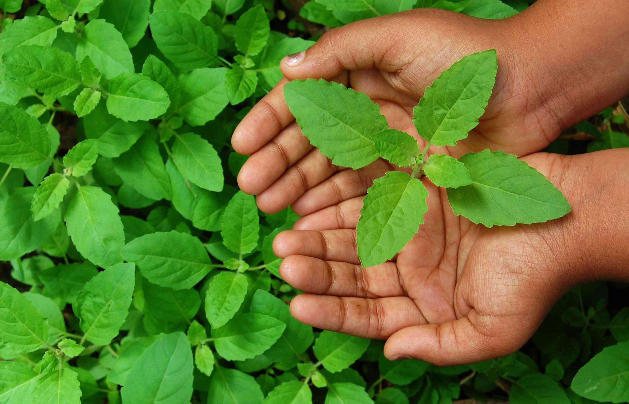 holy basil.jpg