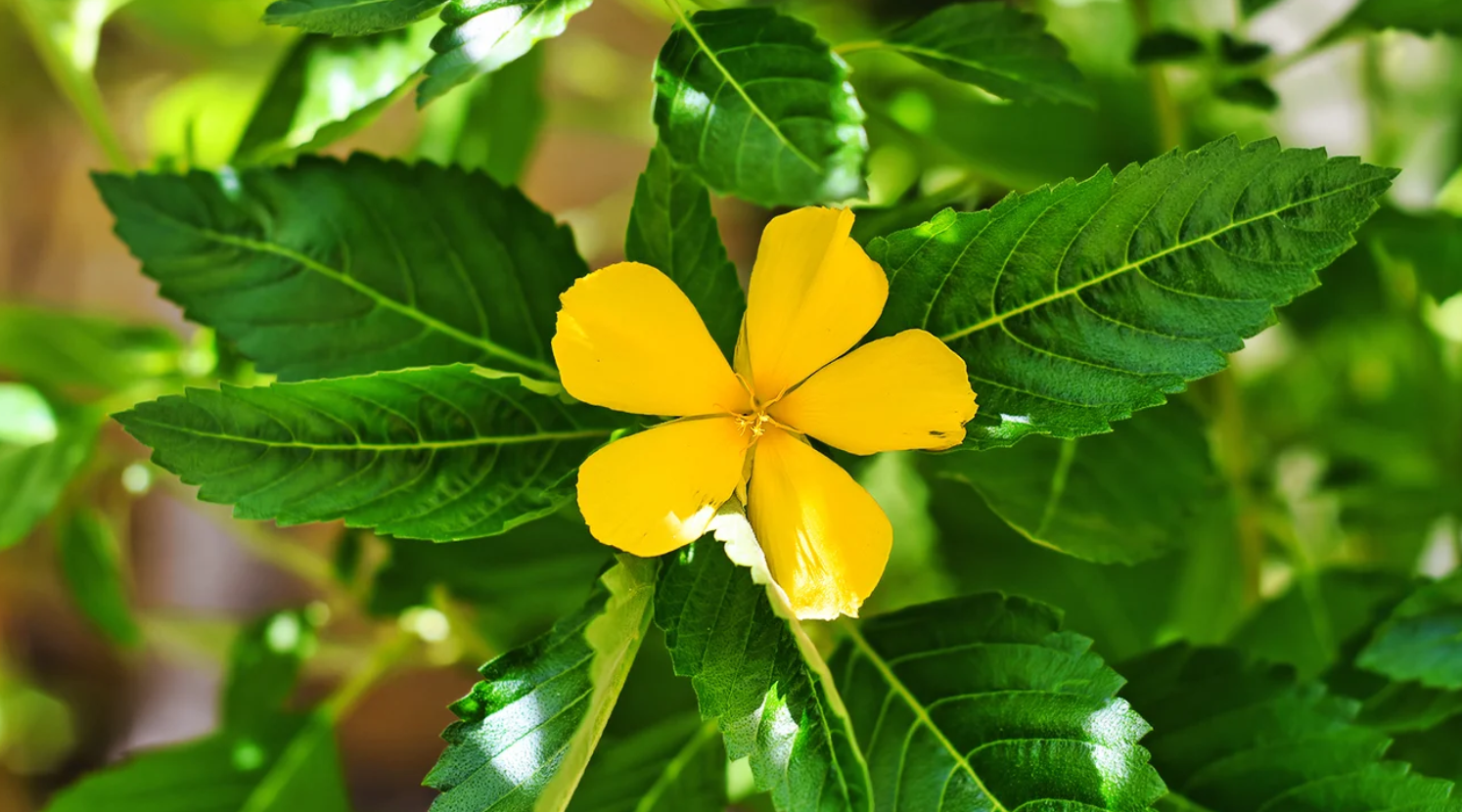 damiana.png