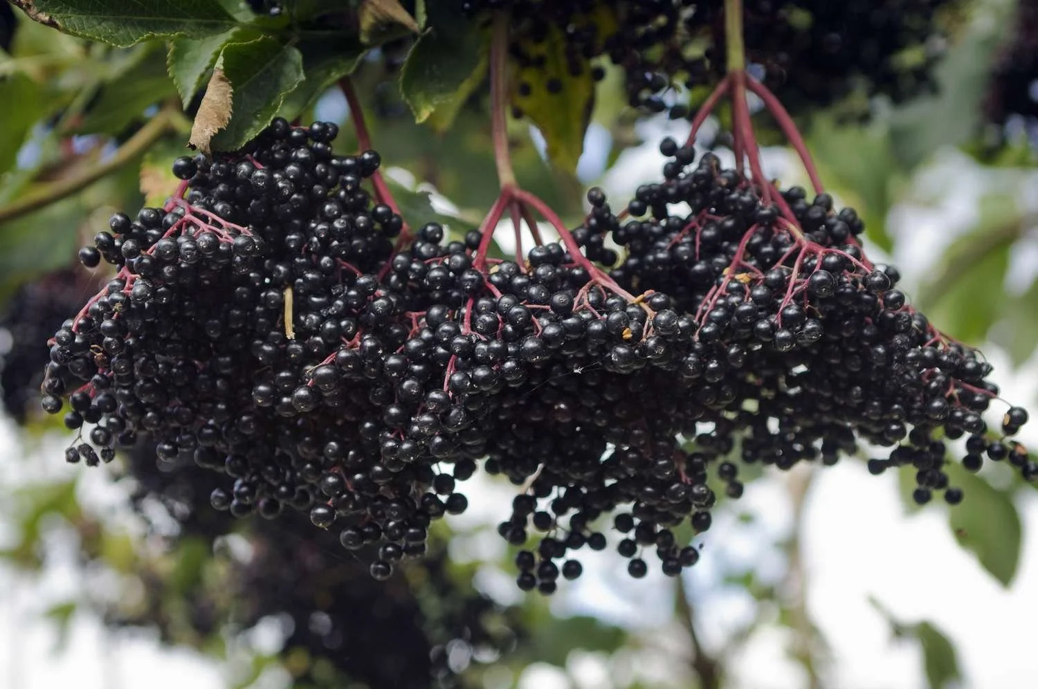 Elderberryjpg.jpg