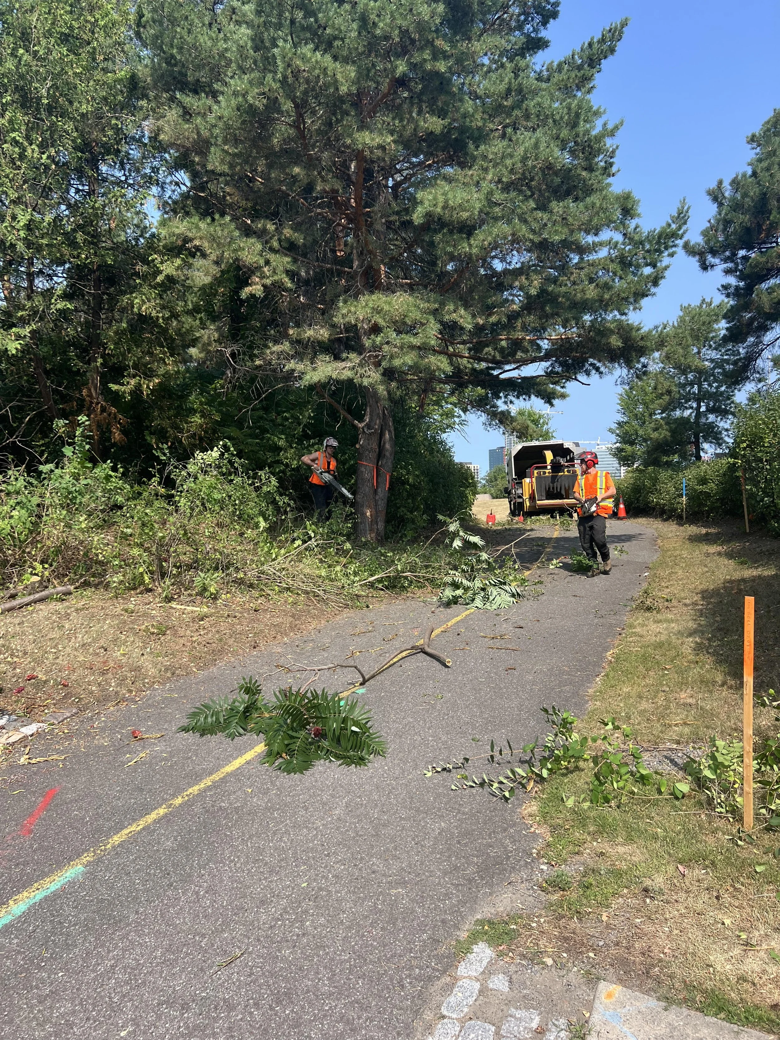 Lebreton-Flatts-Tree-Removals.jpg