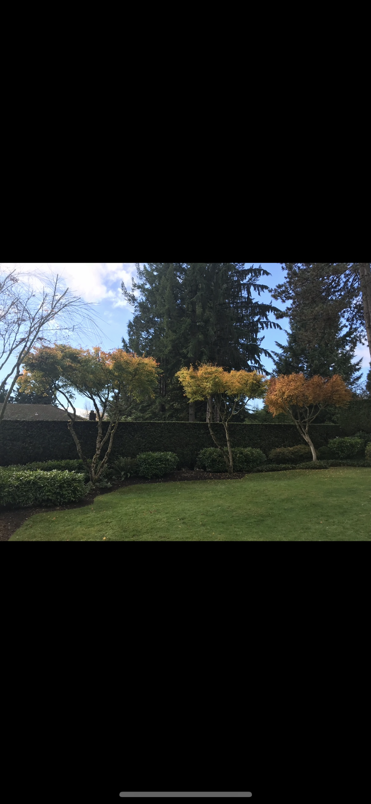 Hedge-Trimming-After WV.PNG