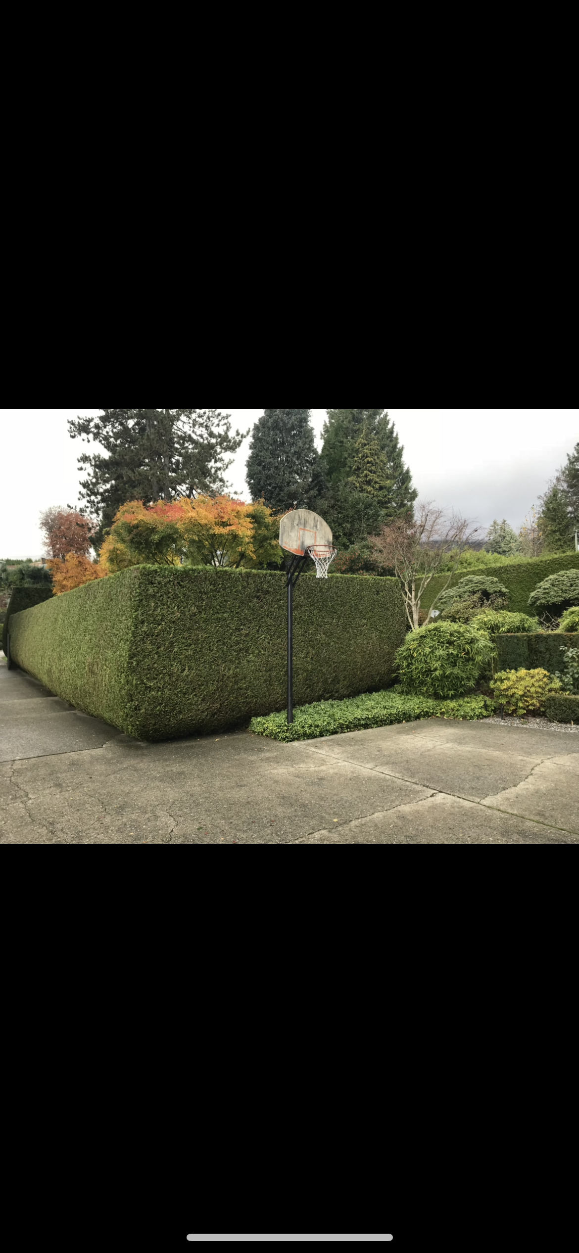Hedge Trimming in Ottawa & Nepean | Nepean Tree Services — NEPEAN TREE ...