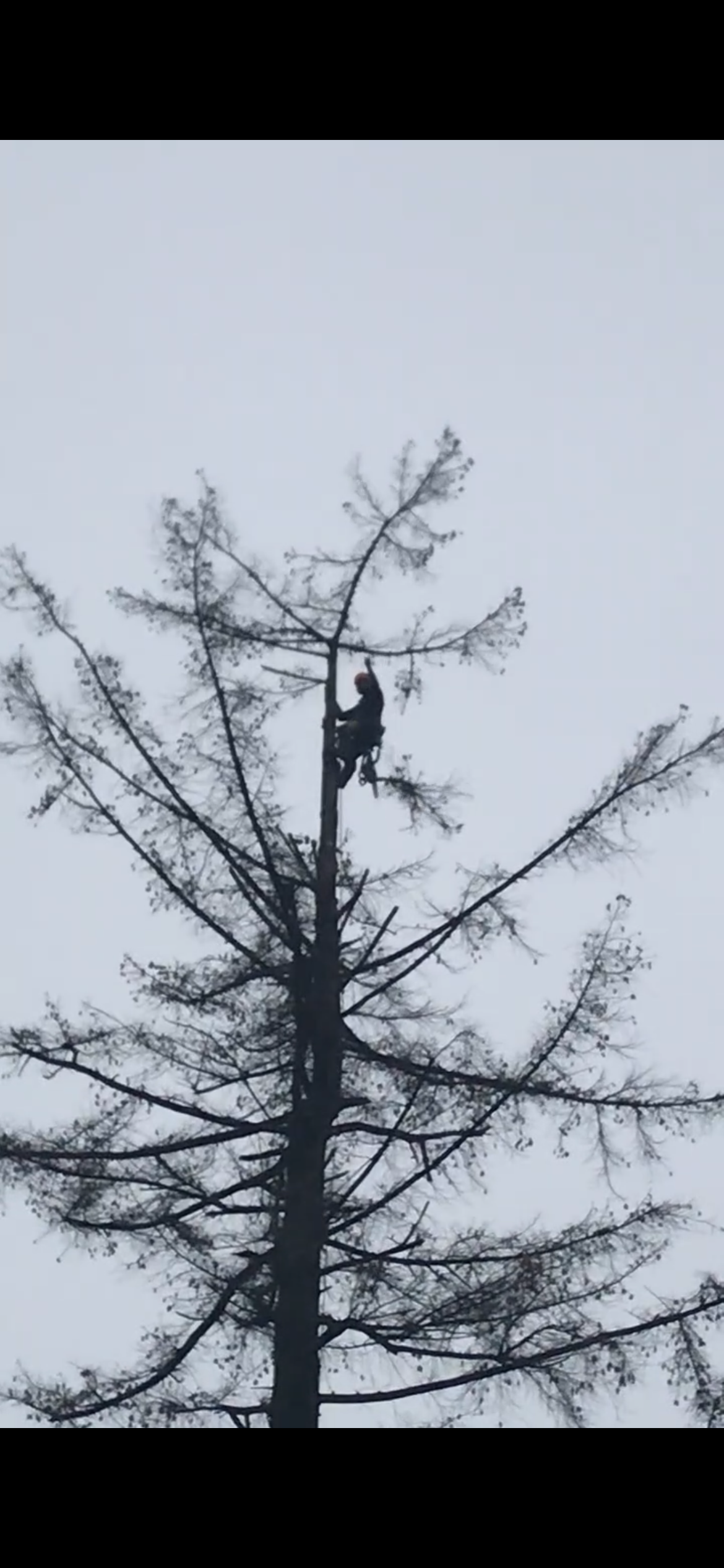Tree Removal QP.PNG