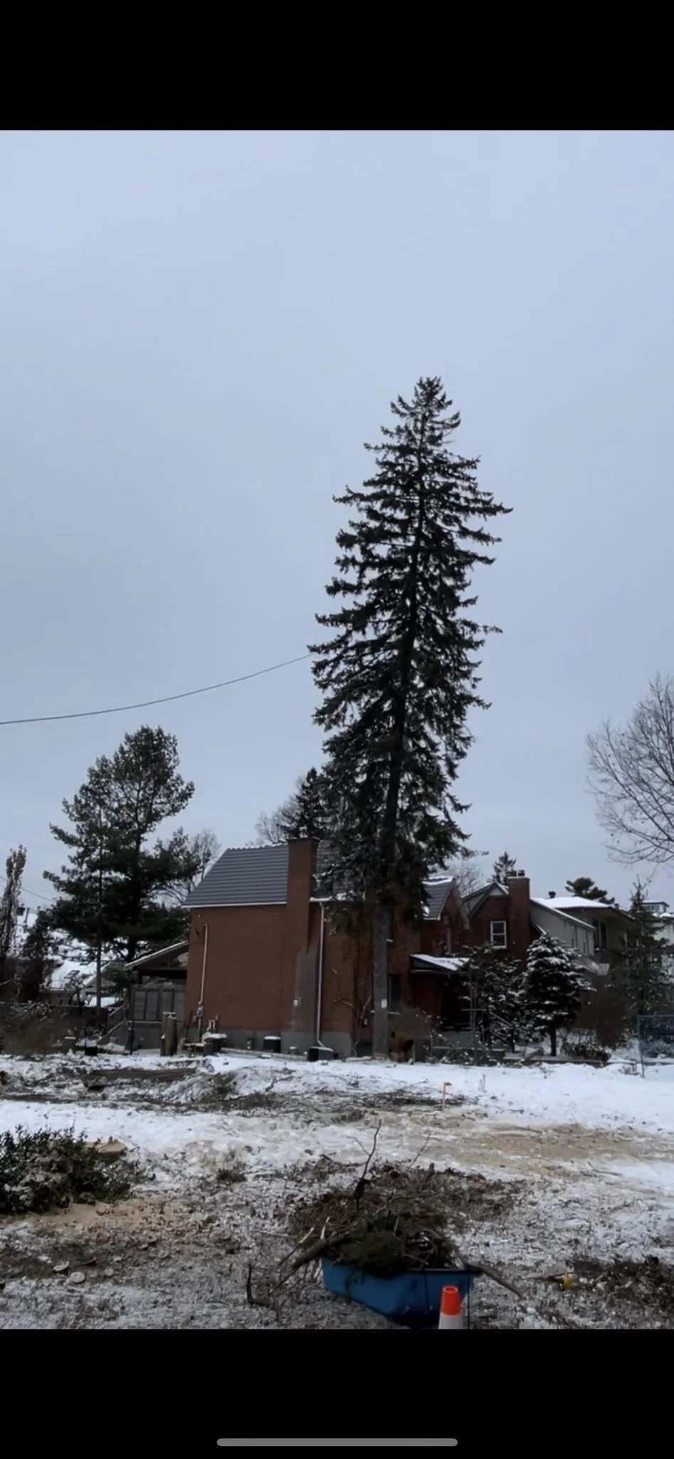 TreeRemovalBefore.jpg