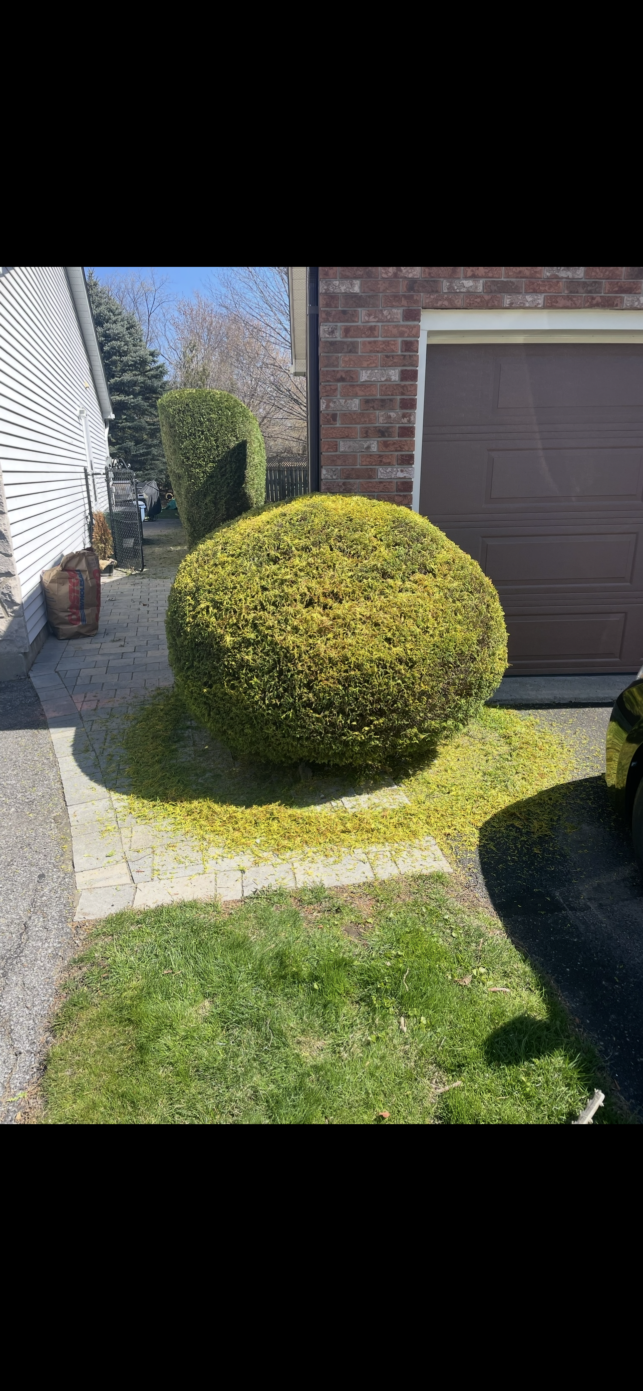 Hedge Shrub Trimming Barrhaven After.PNG