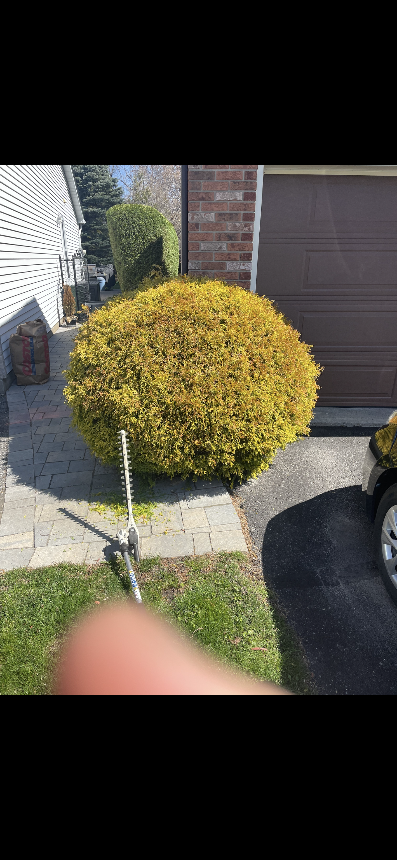 Hedge-Shrub Trimming Barrhaven Before.PNG