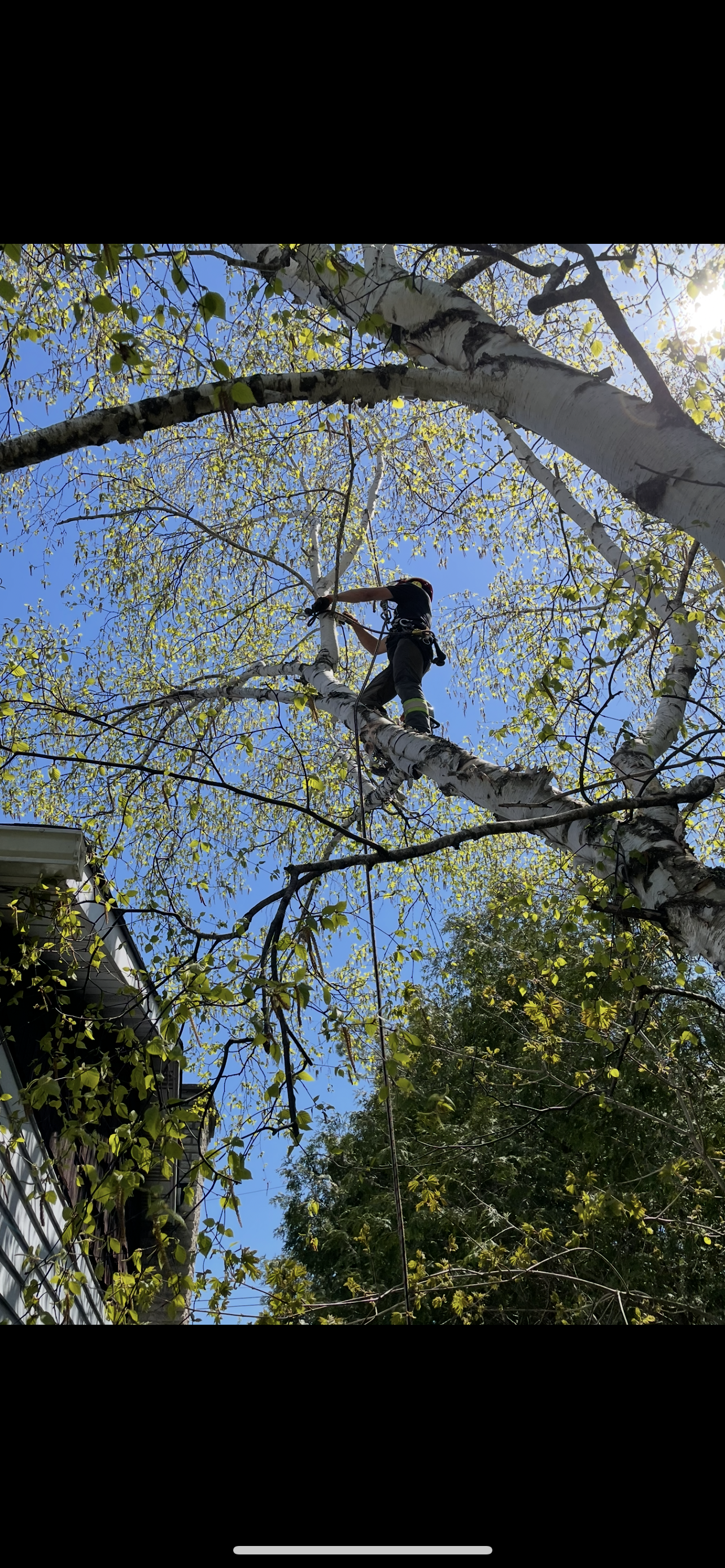 Branch-Pruning-Barrhaven-Birch.PNG