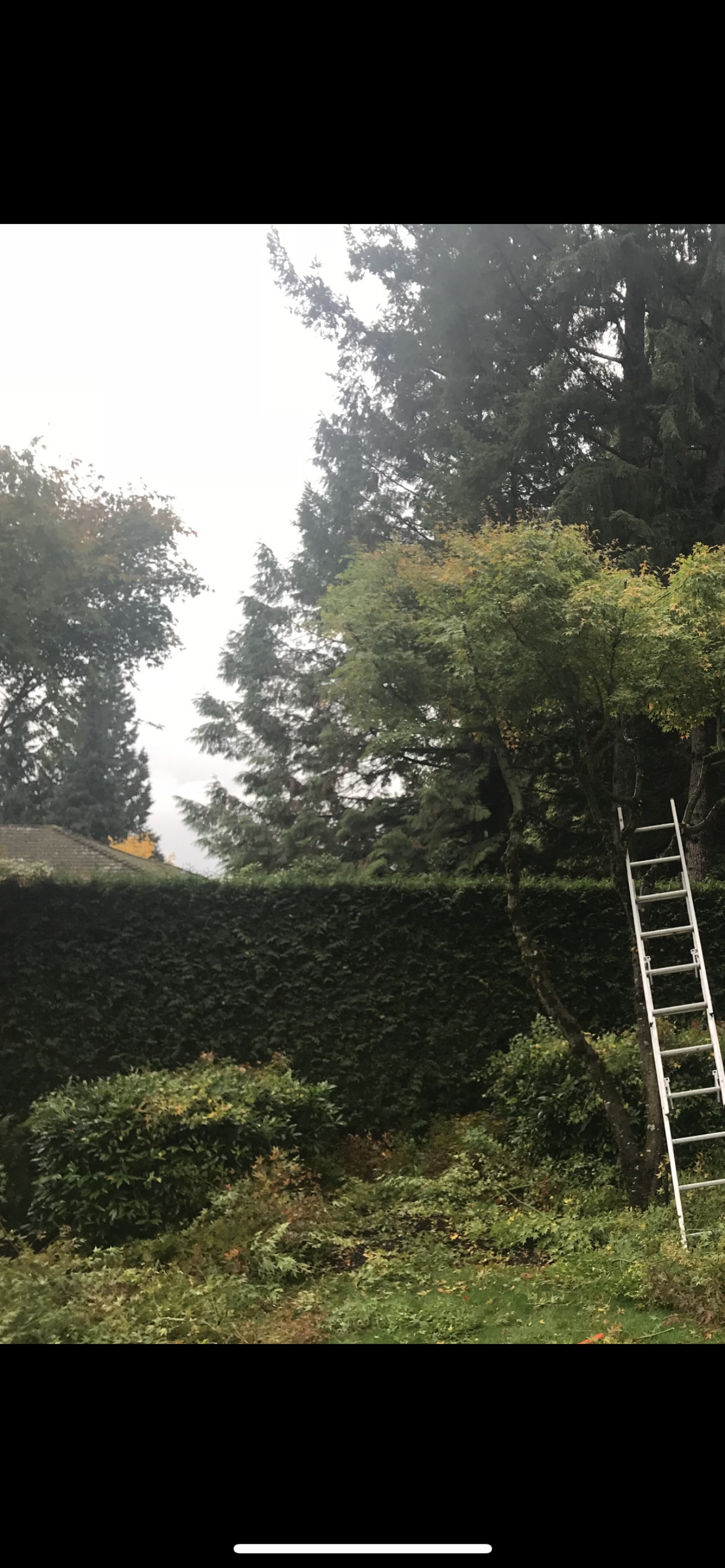 Hedge-Trimming-Before WV.PNG