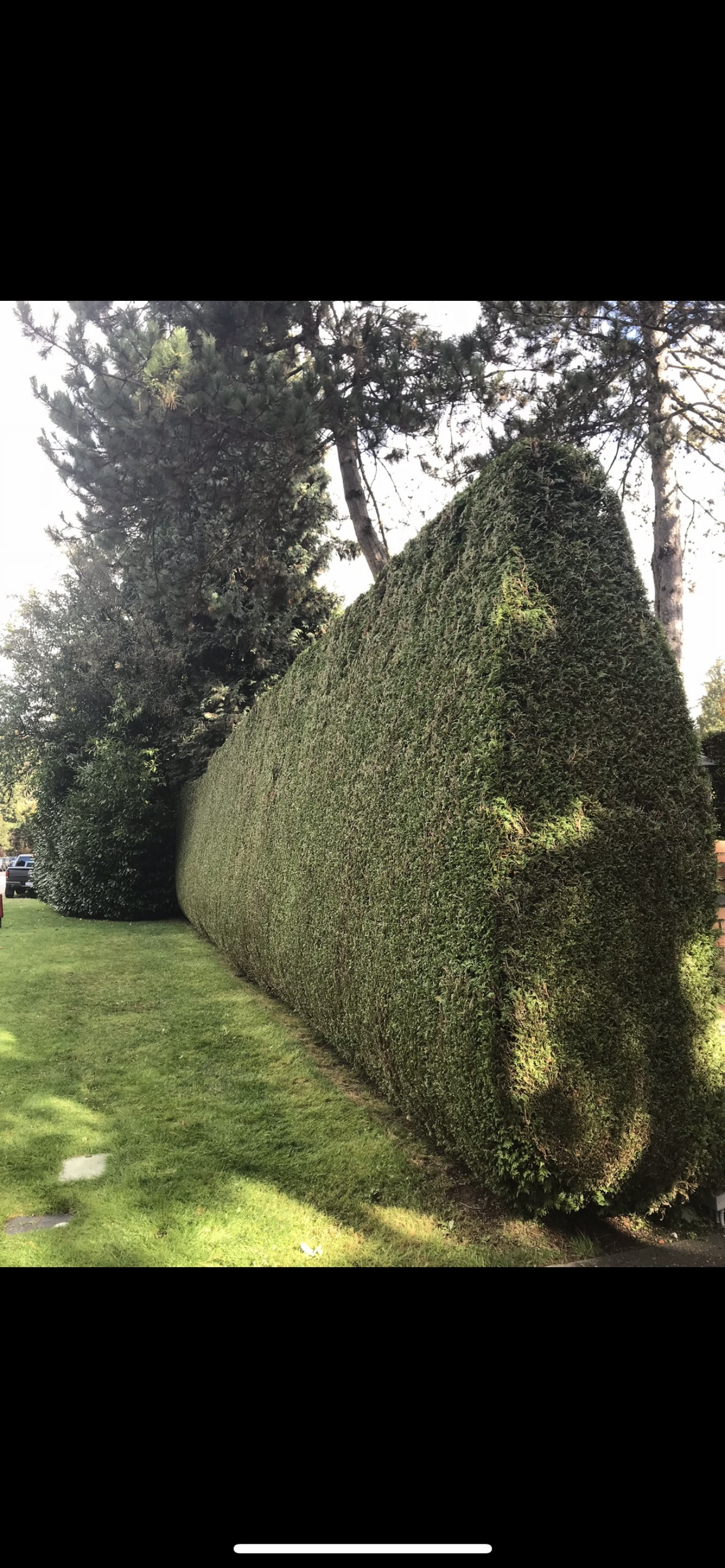 HedgeTrimmingWEstVan.png