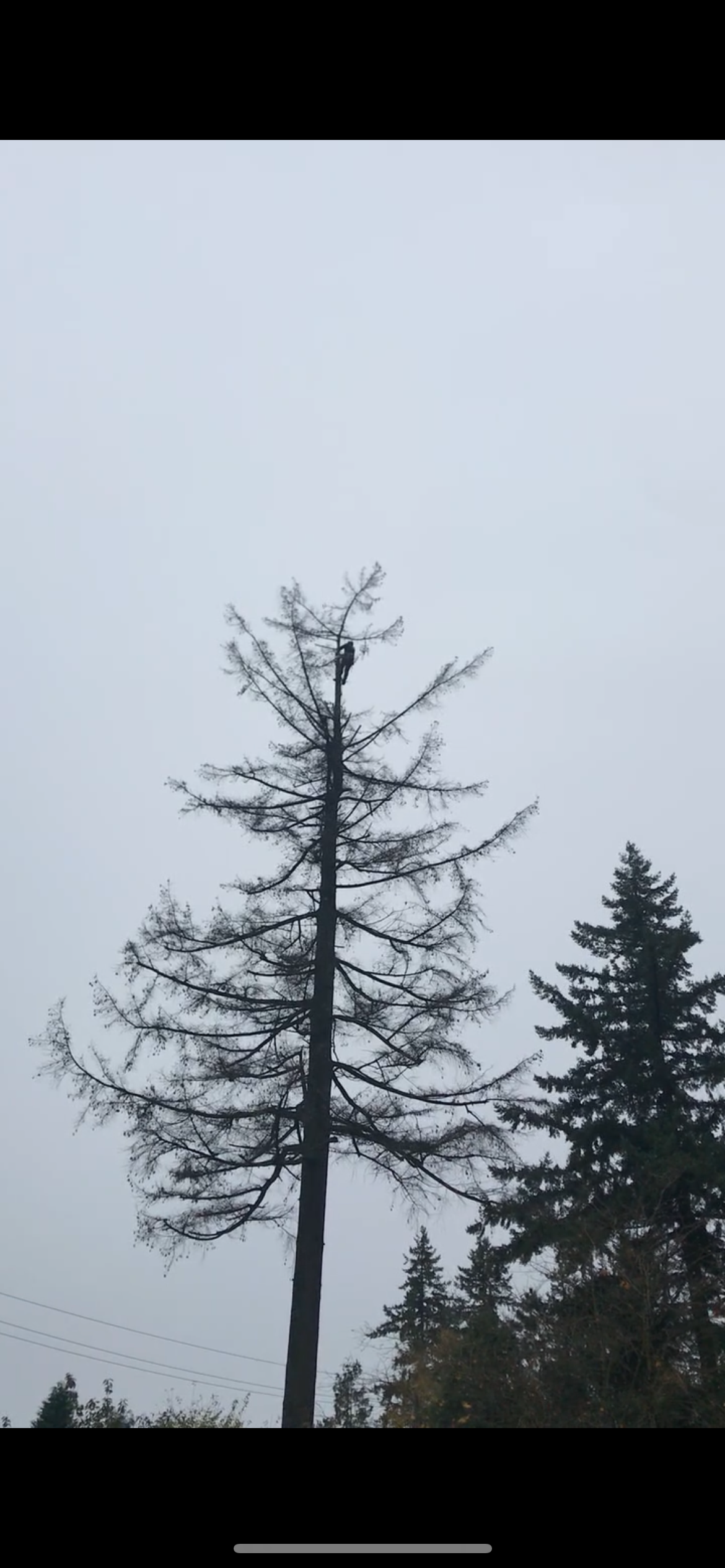 Tree-Removal-QueensPark.png