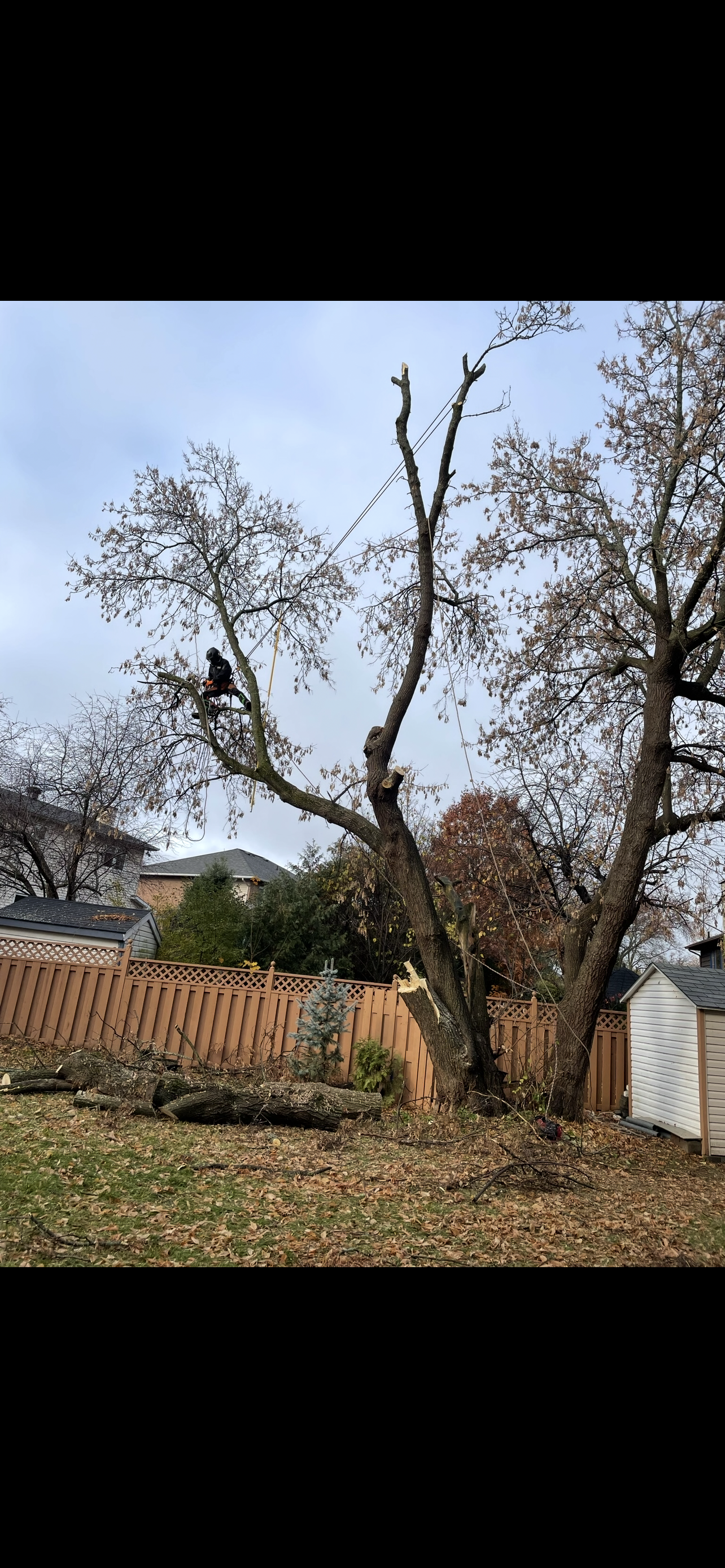 Tree Removal Barrhaven 10.PNG