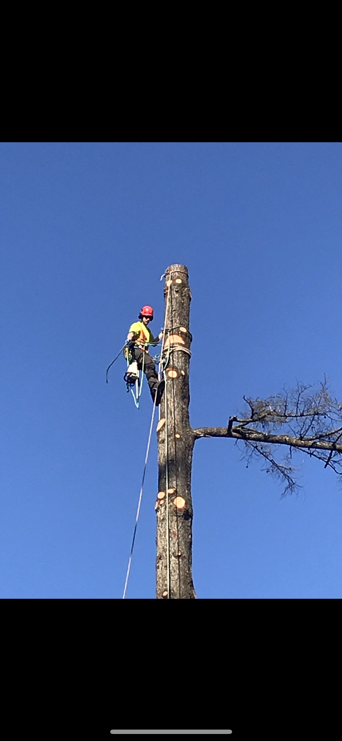 Tree-RemovalIMG_9961(2).PNG
