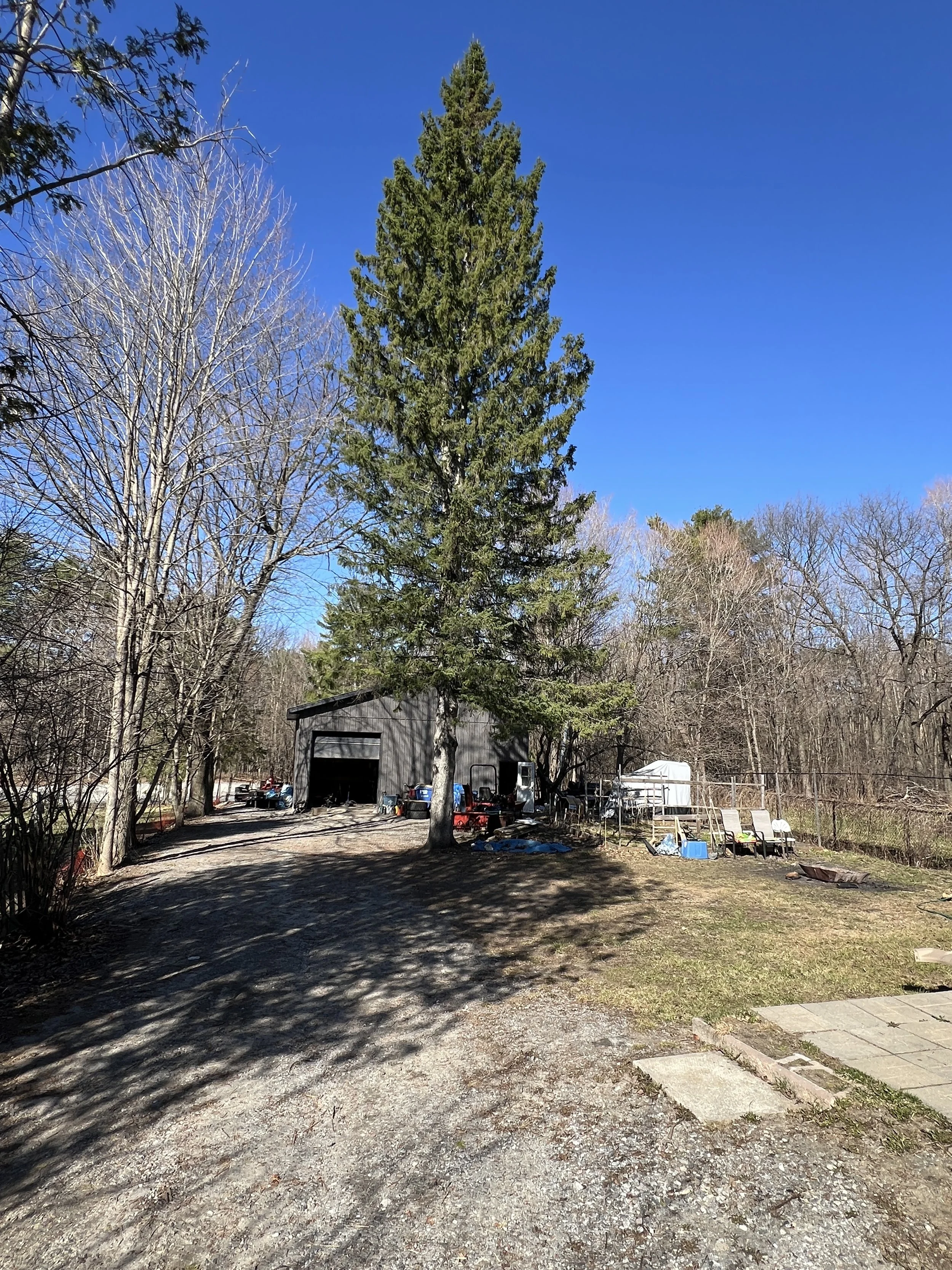 Tree Removal Spruce Before 1.JPG