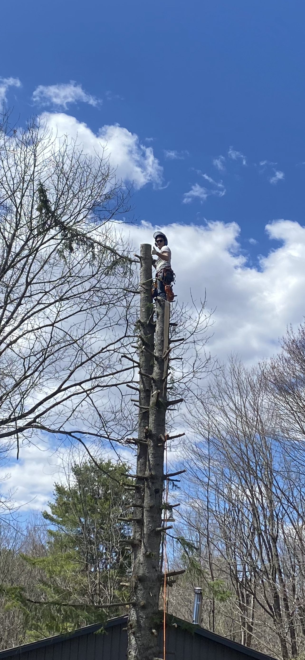 Tree Removal Spruce Before 3.PNG