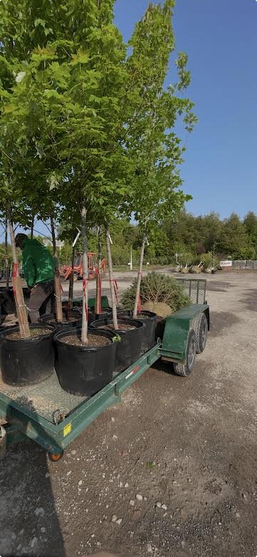 TreePlanting2.jpg