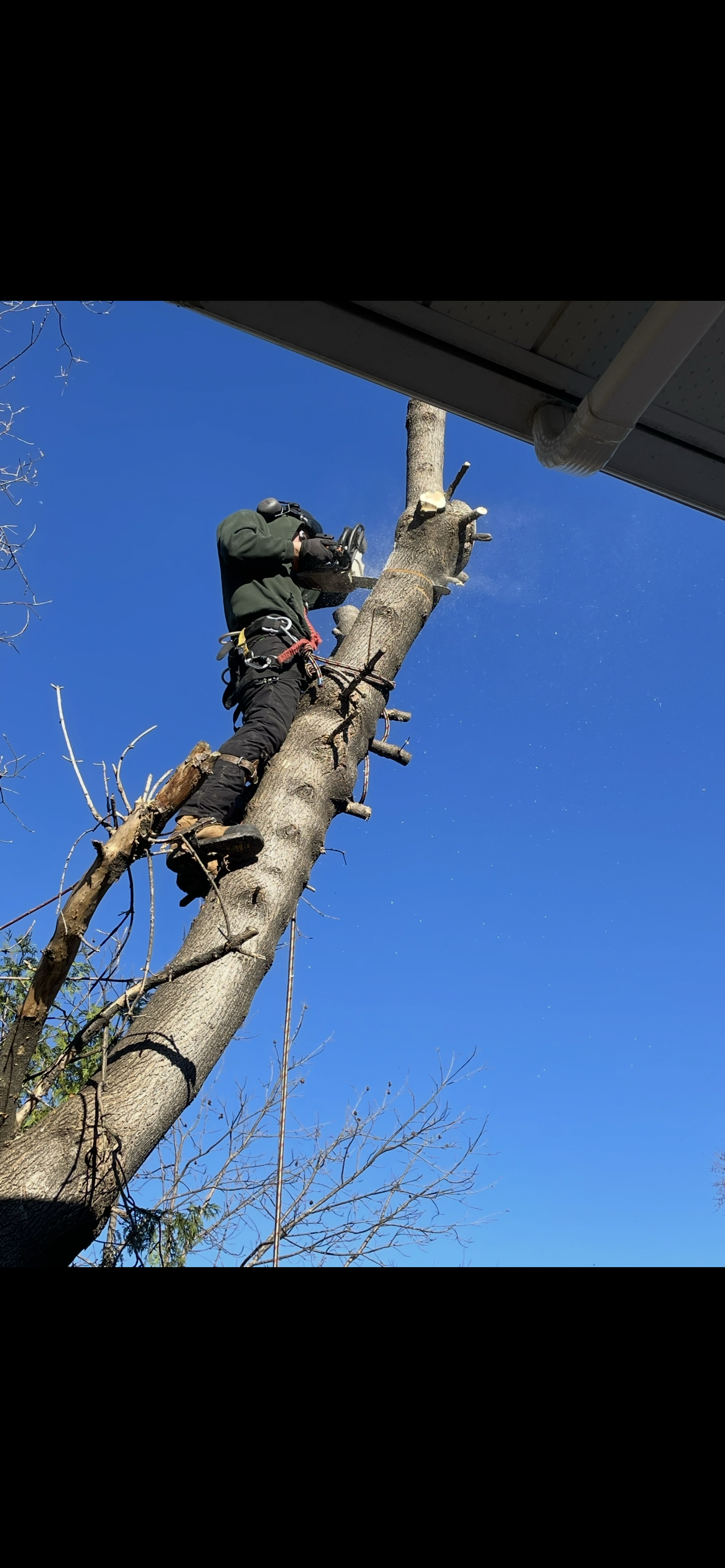 Tree-Removal-Barrhaven.png