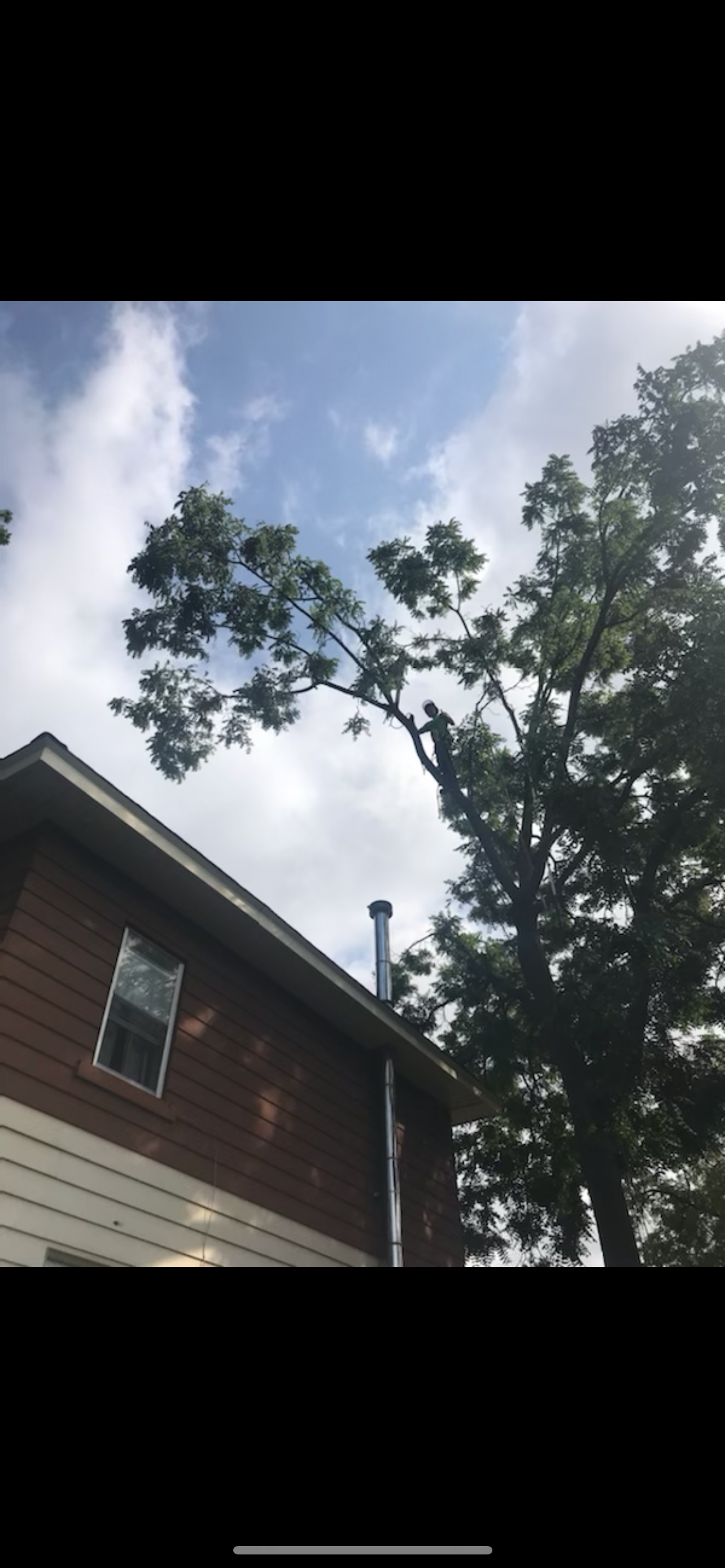 Above-Rooftop-Branch-Pruning-Ottawa.png