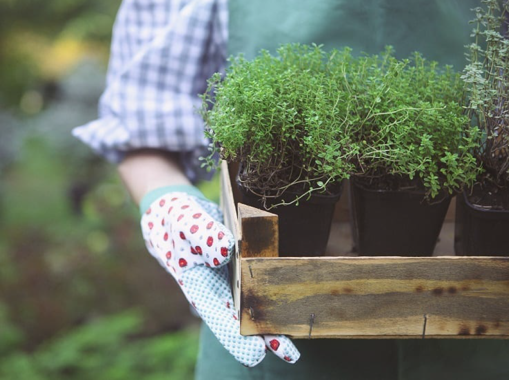 Person with a wooden tray of herbs, an article about urban herb gardens