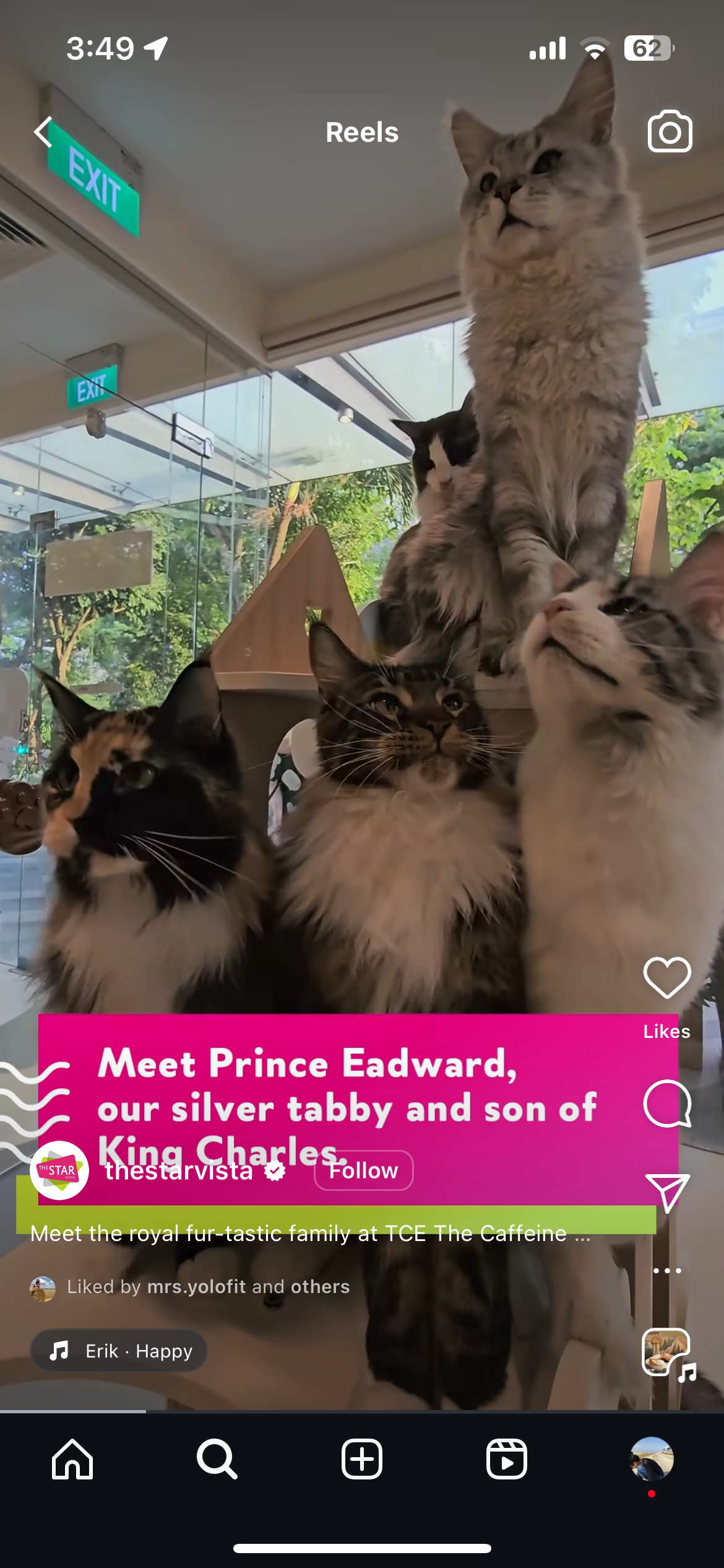 Cat Cafe: An Instagram Reel showcasing TCE, a cat cafe at Star Vista Mall, as well as their furry inhabitants.