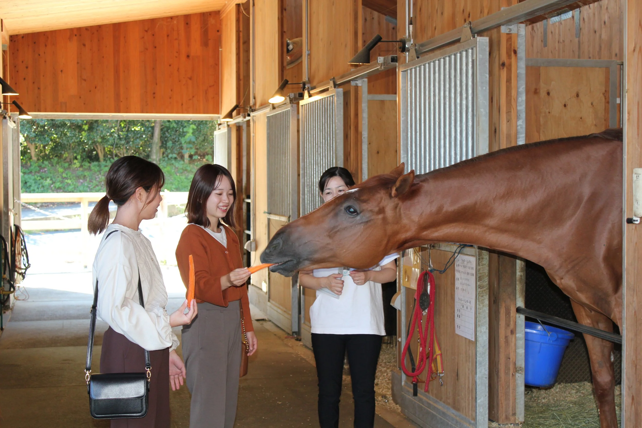Three women feeding a carrot to a brown thoroughbred horse