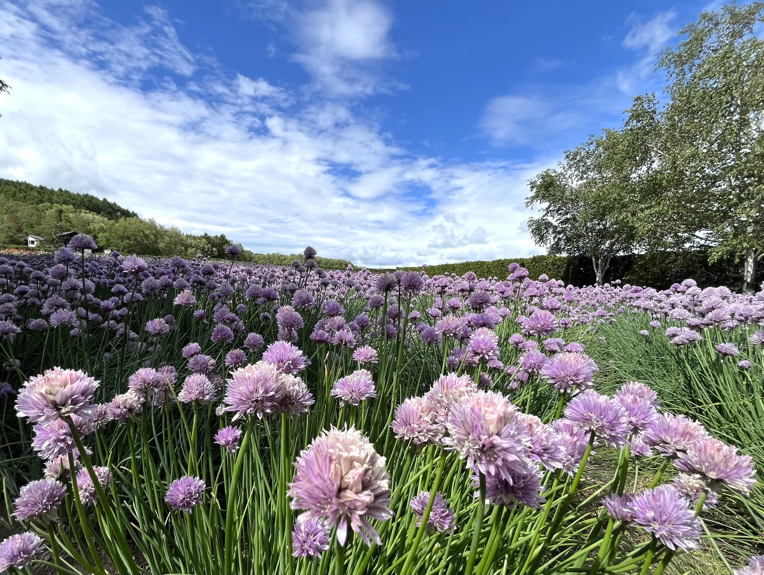 City Nomads: Fenix Furano: A Summer Base in Furano Valley for Wine, Cheese, and Flowers · August 2026