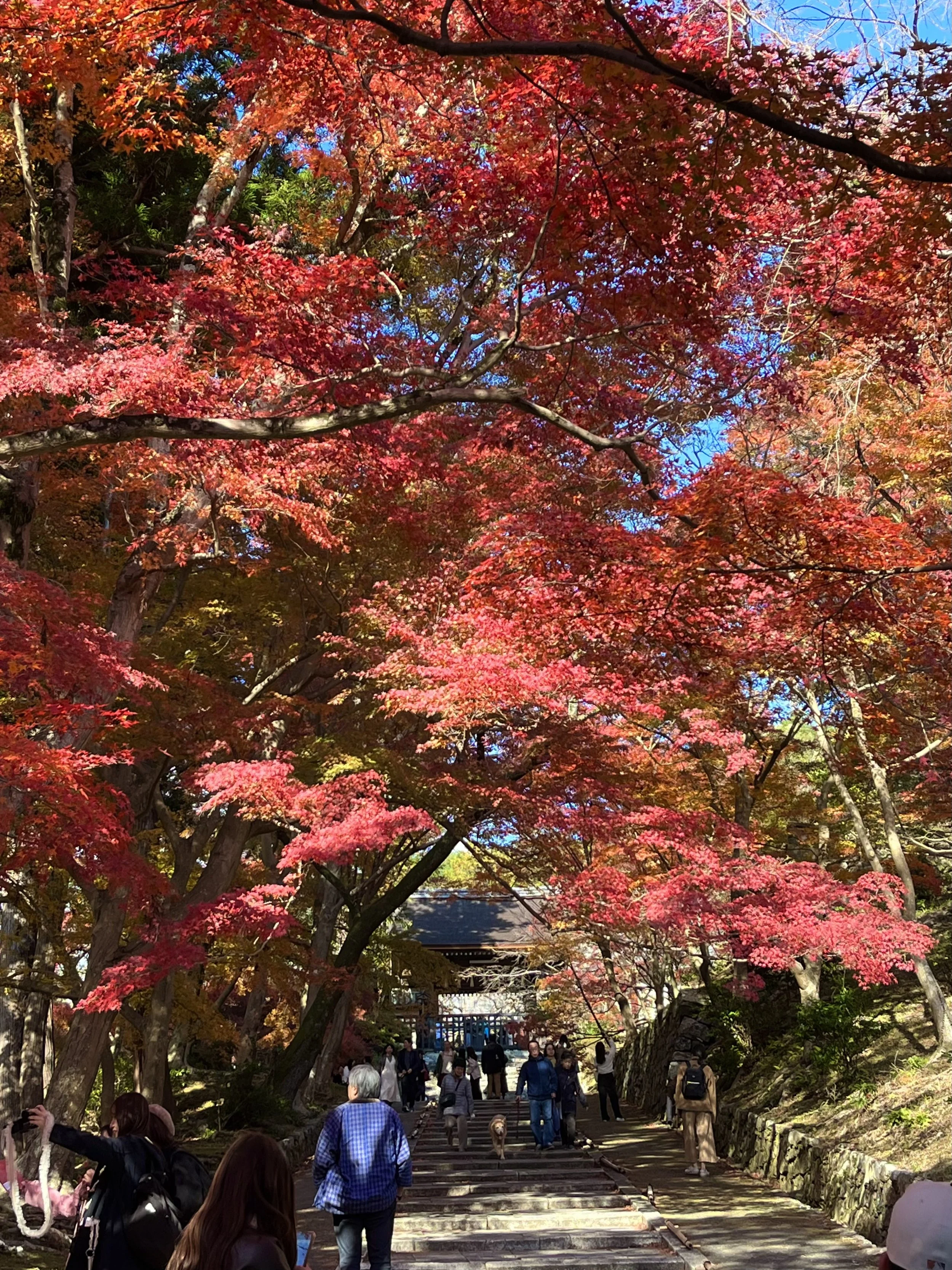 Red leaved, Japanese maples line a path leading up to a temple