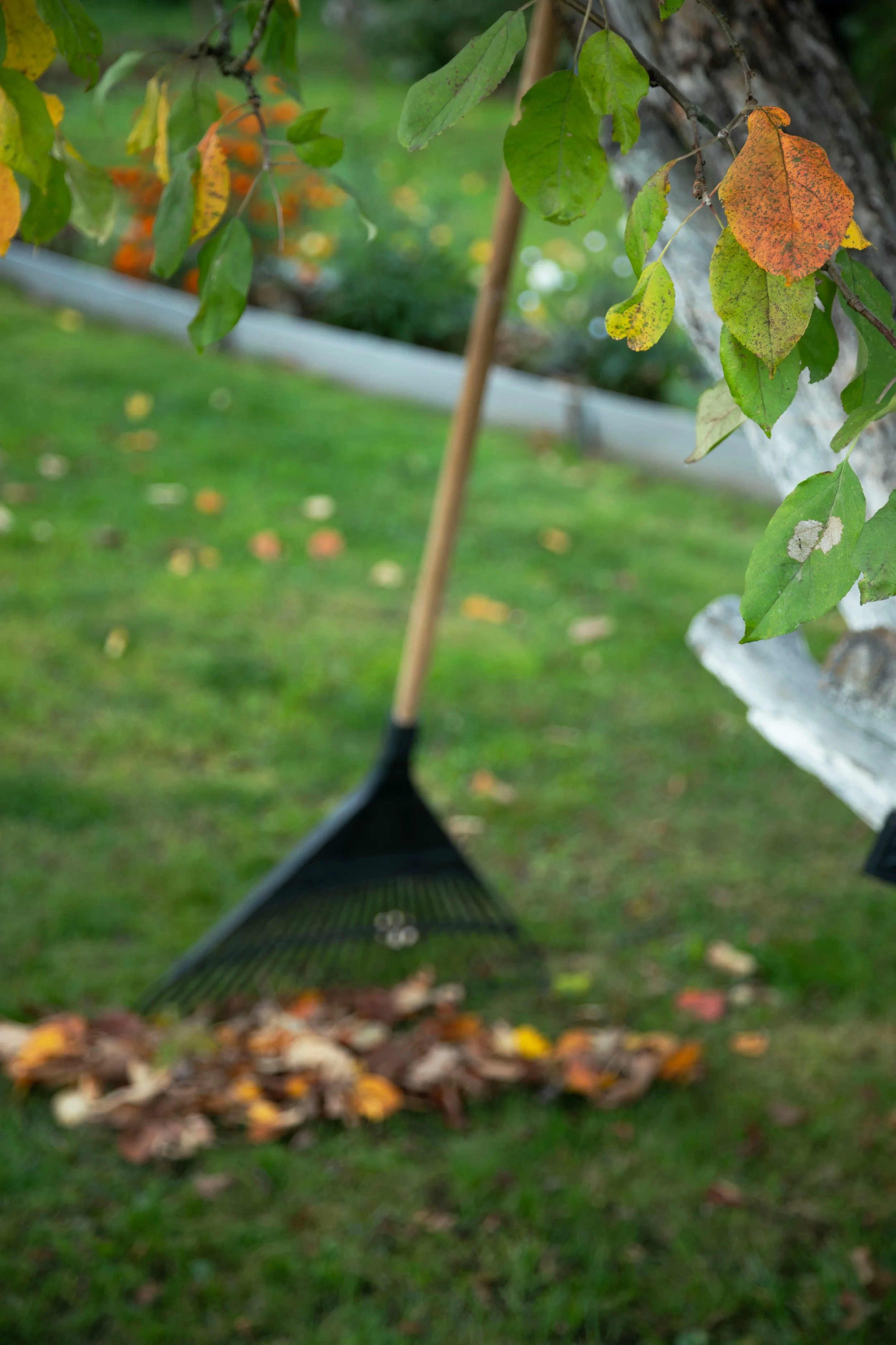 Before You Grab the Rake...