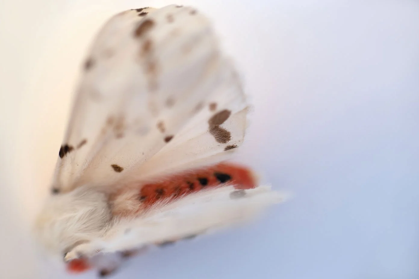Art photography of a Tiger Moth