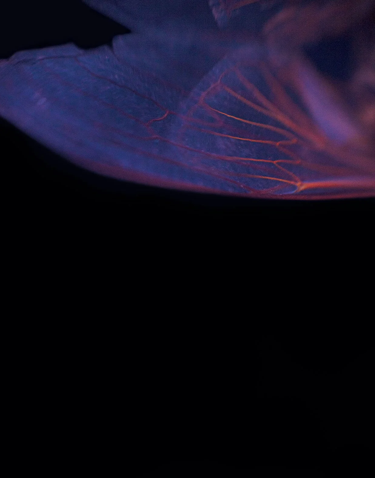 Blood Faerie