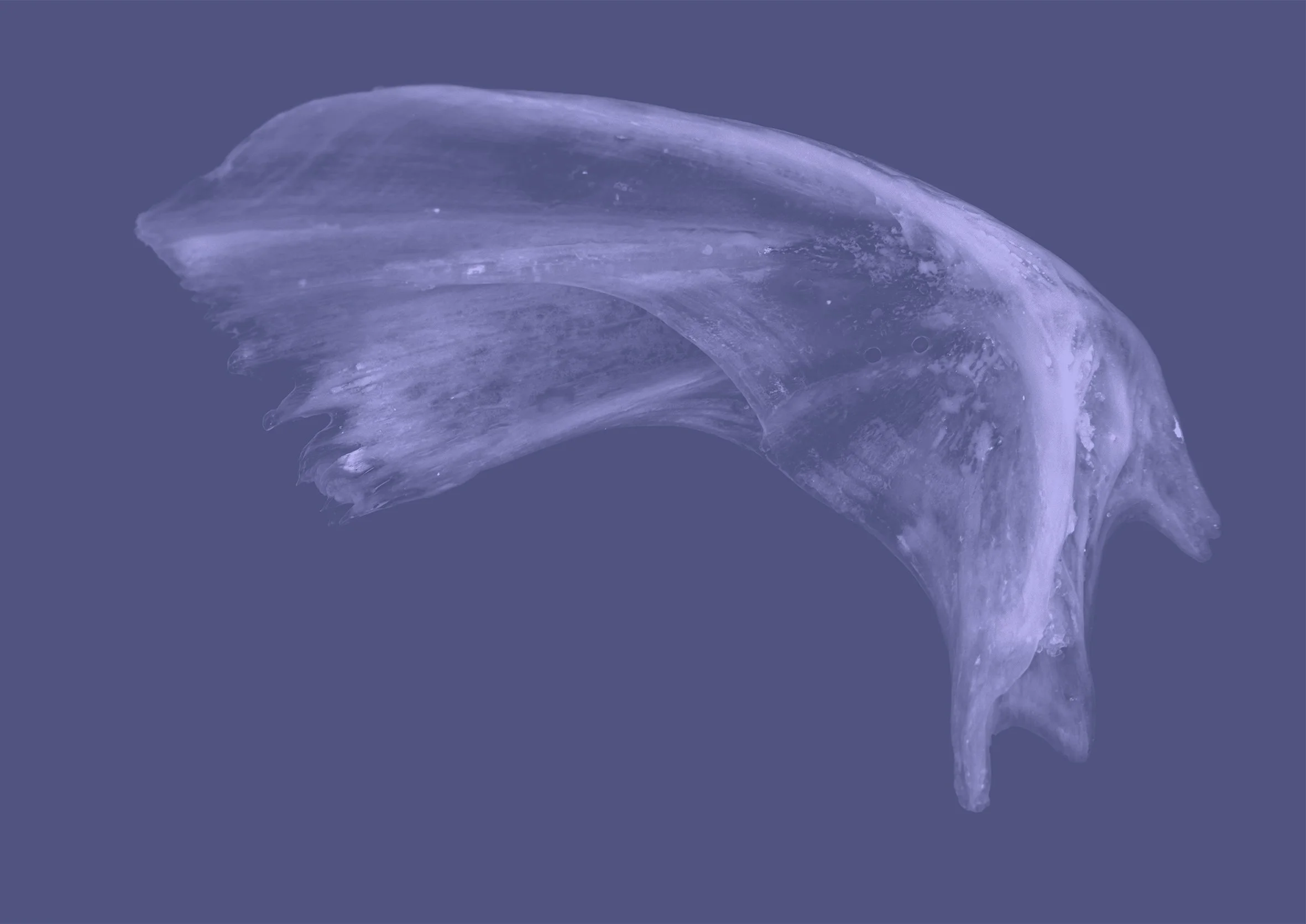 MARNYA_ROTHE_BONE NEON screen.jpg