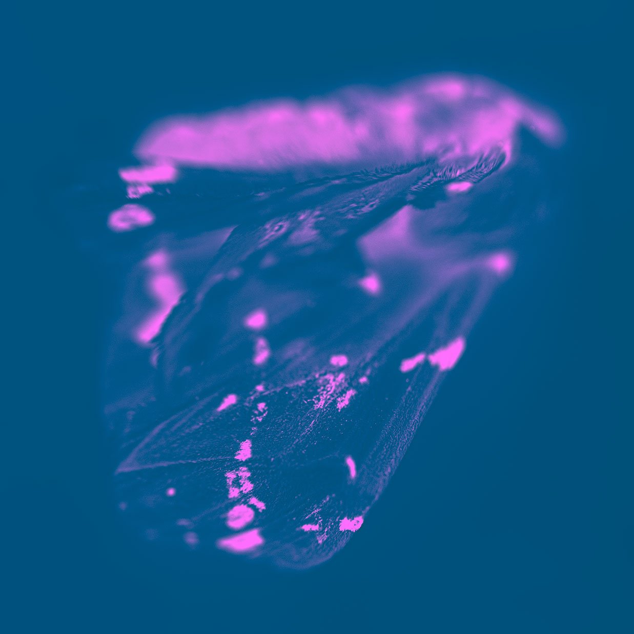 Neon Dragon Loop
