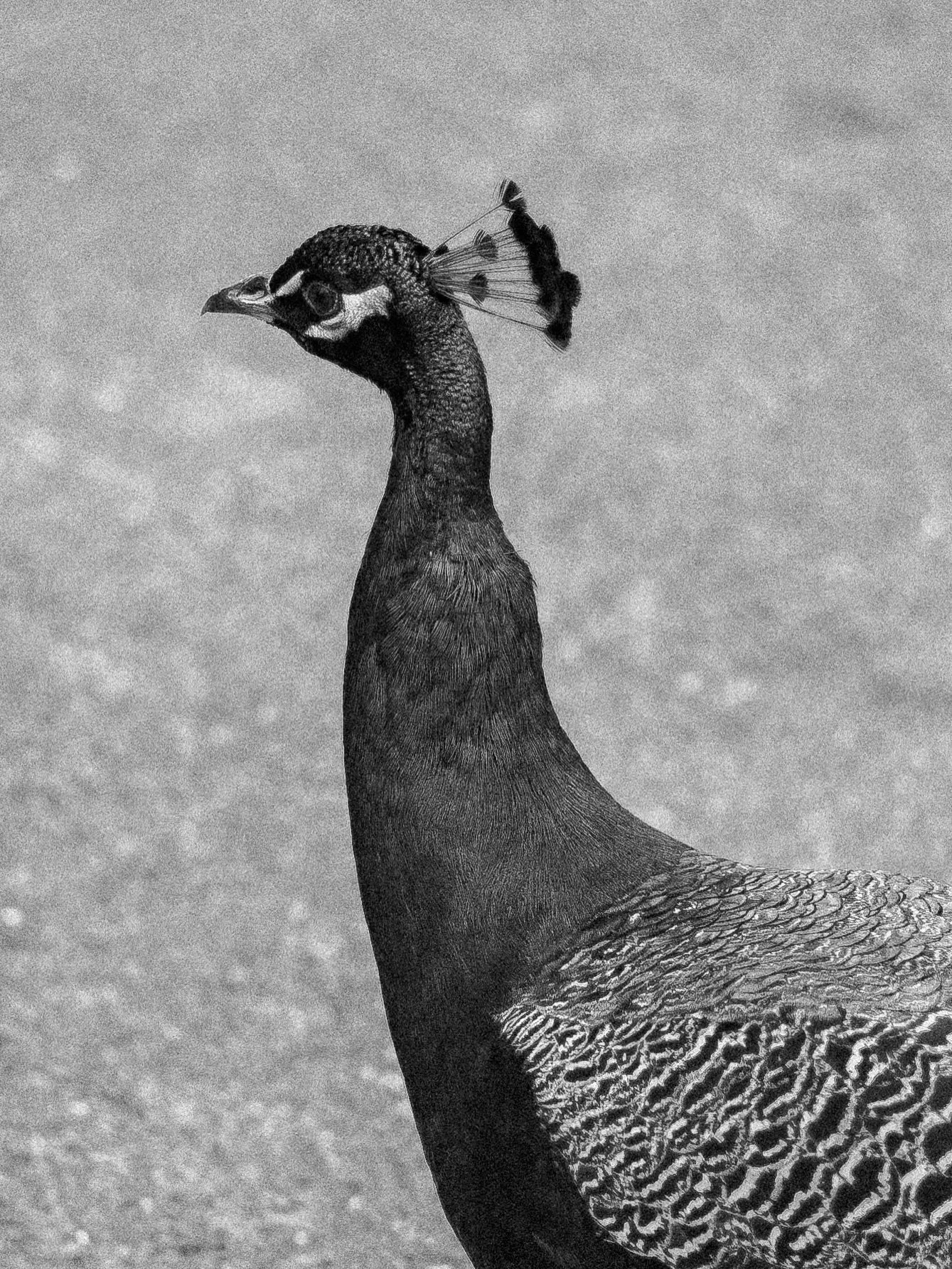Happy Monday, y&rsquo;all!

Enjoy these photos of the peacocks from yesterday&rsquo;s senior session at Rip Van Winkle Gardens while I share a quick little update.

This week is going to look a little different for me, and I&rsquo;ll kind of be &ldqu