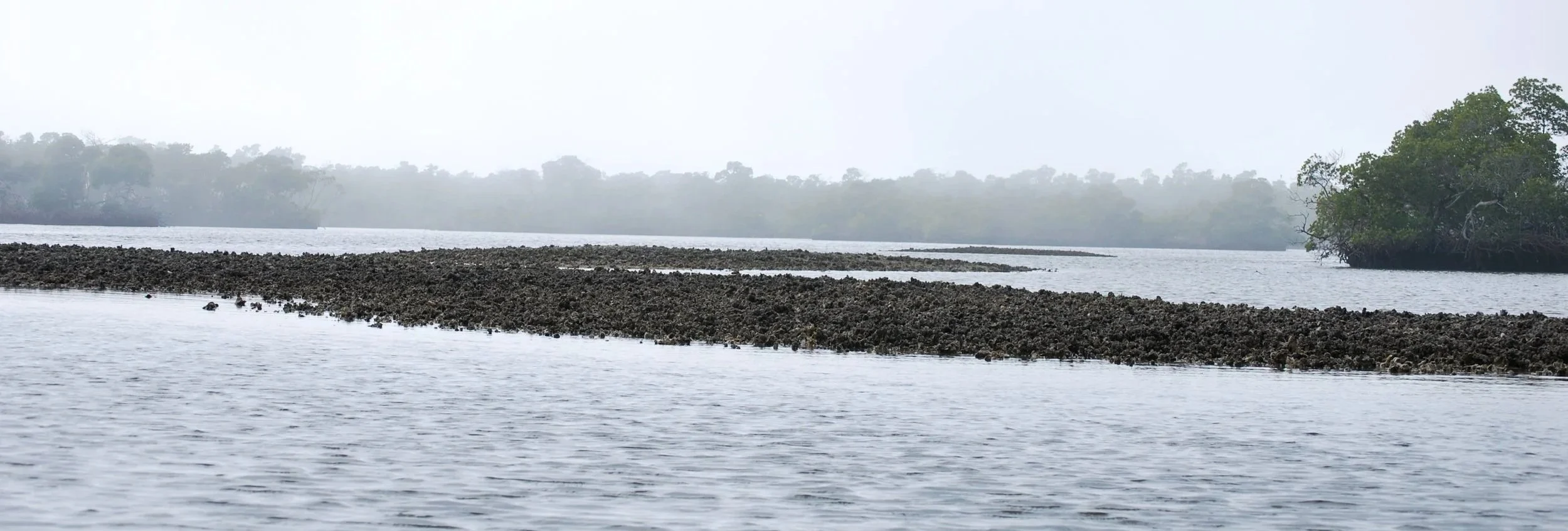 Chokoloskee Oyster Bars