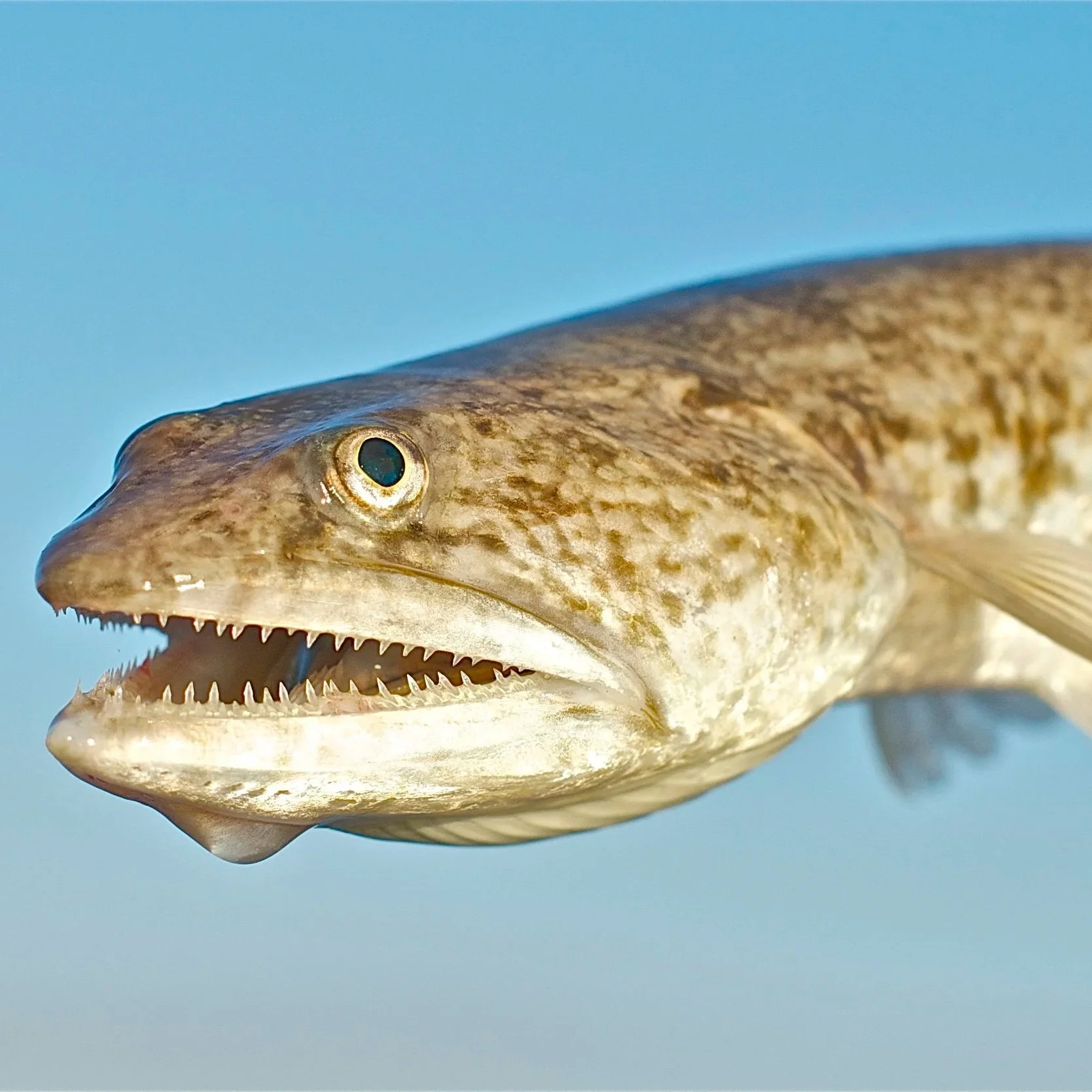 Lizard Fish
