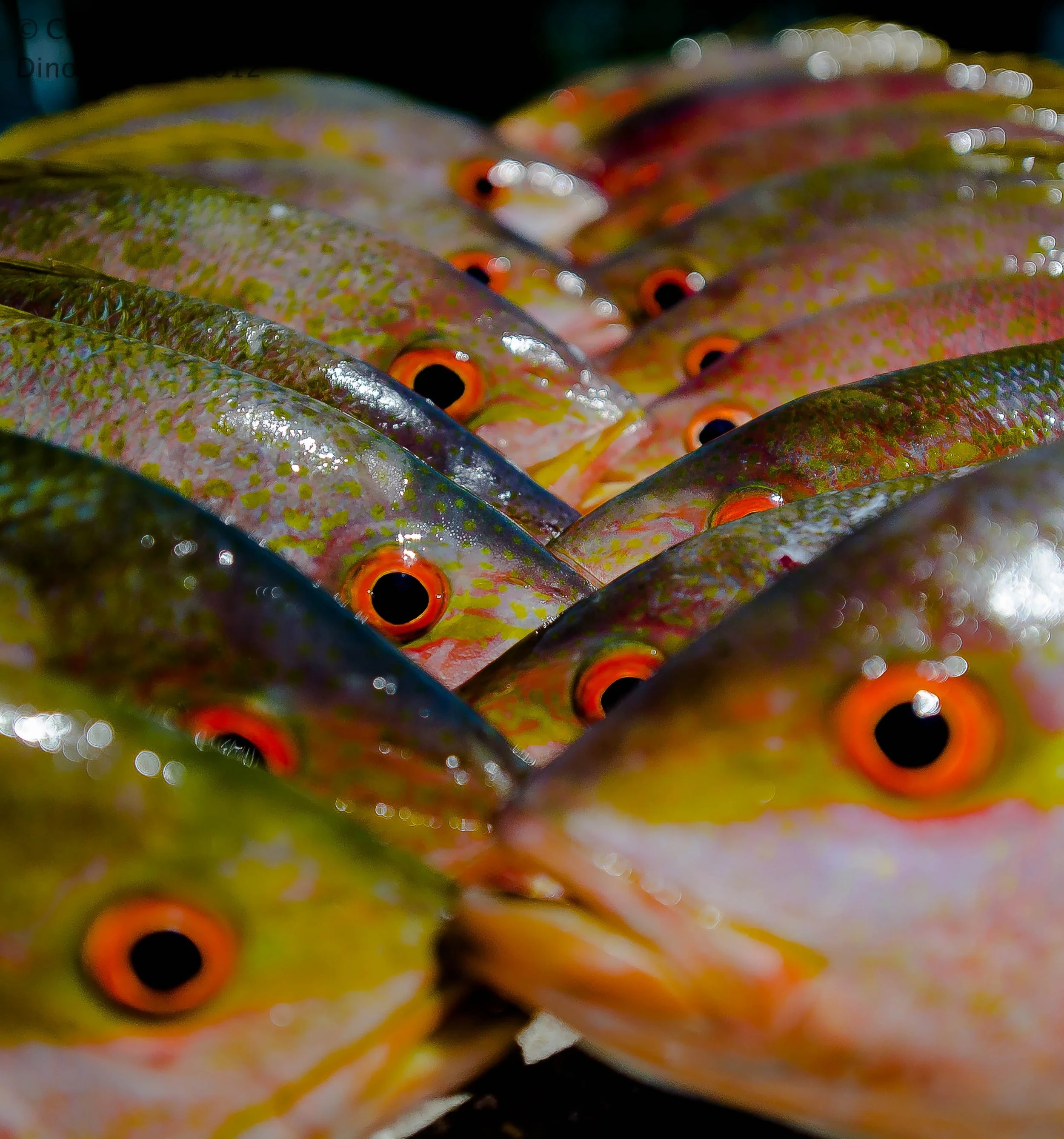 All Eyes On Deck - Yellowtail Snapper Florida Keys