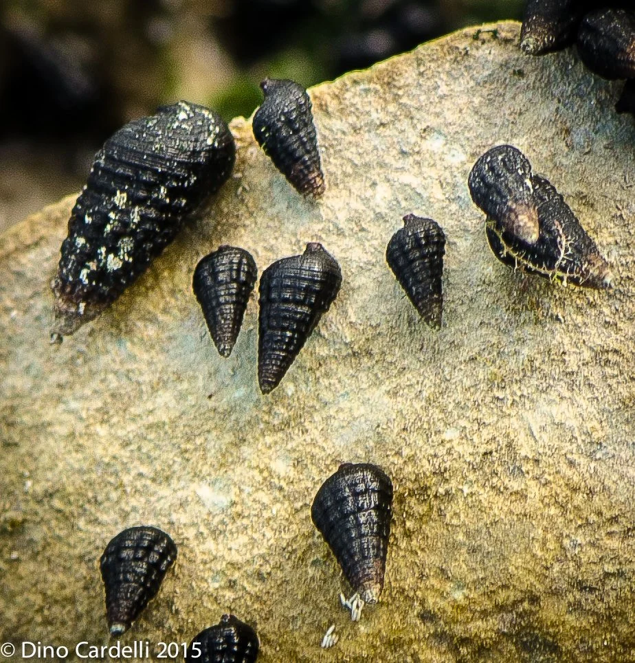 Marine Snails