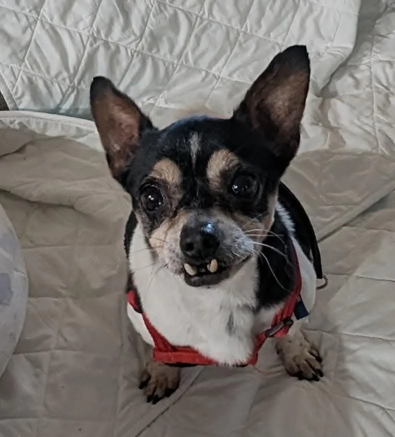 Suzi “Fang”
