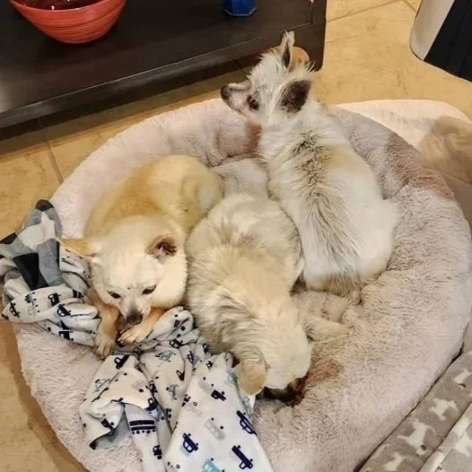 Lucy, Peewee & Blanco, aka “The Gangsters”