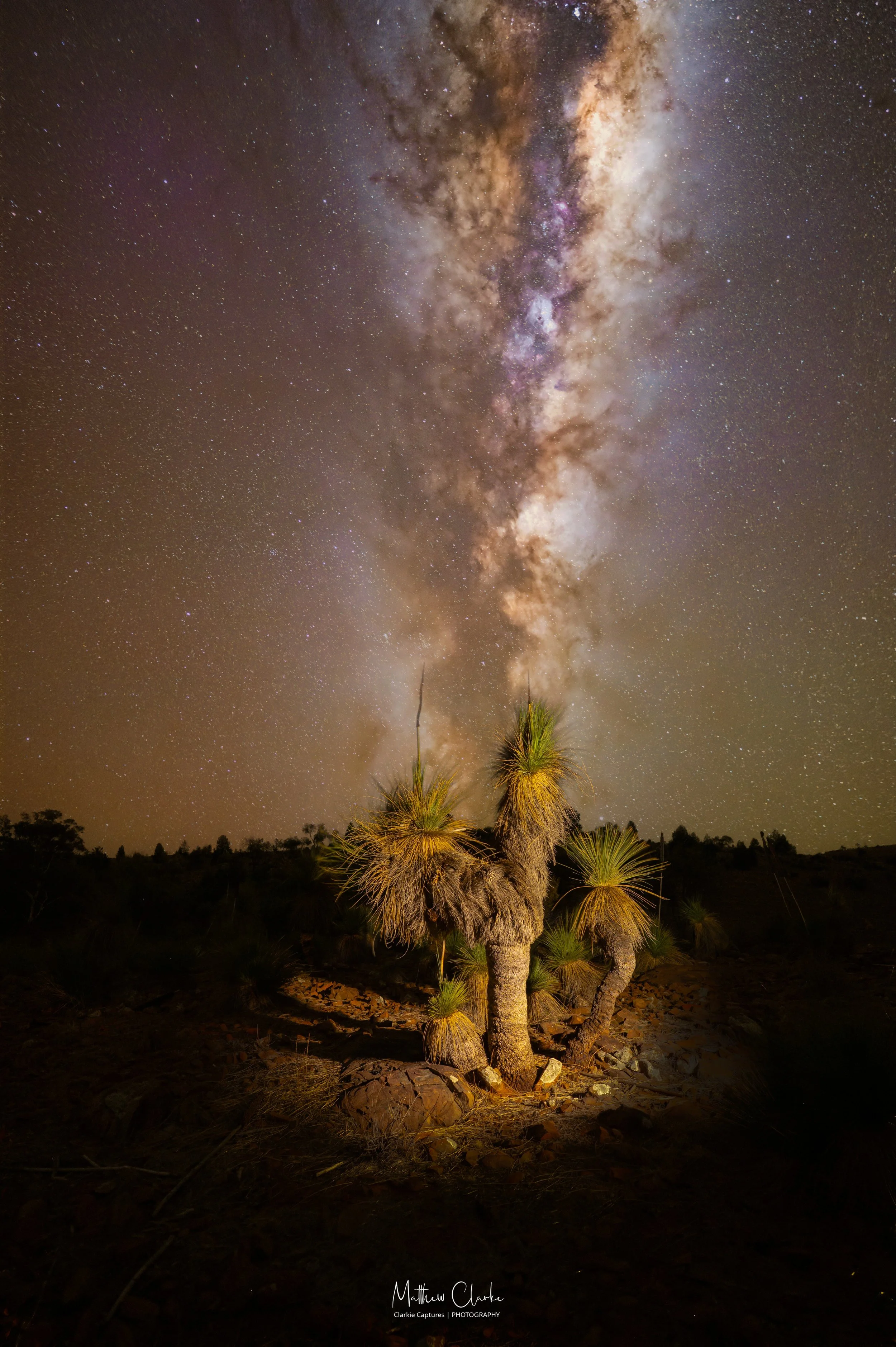 A desert landscape at night with a Australian Grass tree illuminated in the foreground and the Milky Way galaxy visible in the night sky.