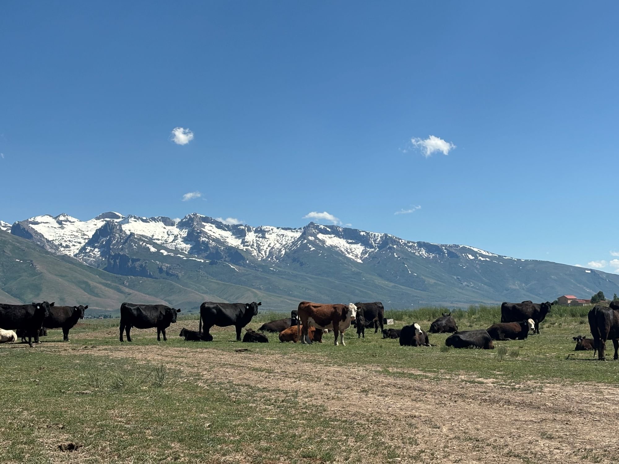 Steninger Ranching Beef | Experience Quality Beef Today