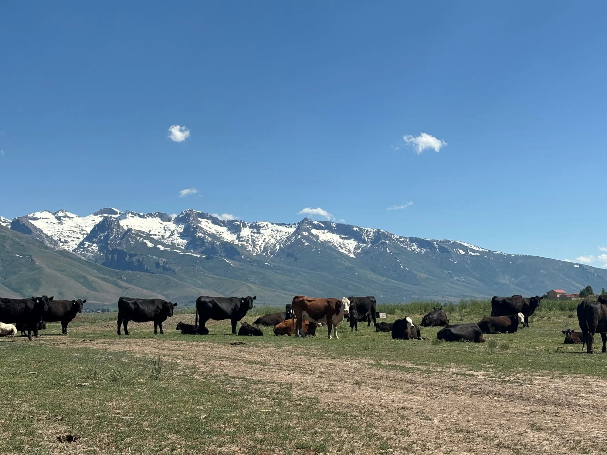 Steninger Ranching Beef | Experience Quality Beef Today