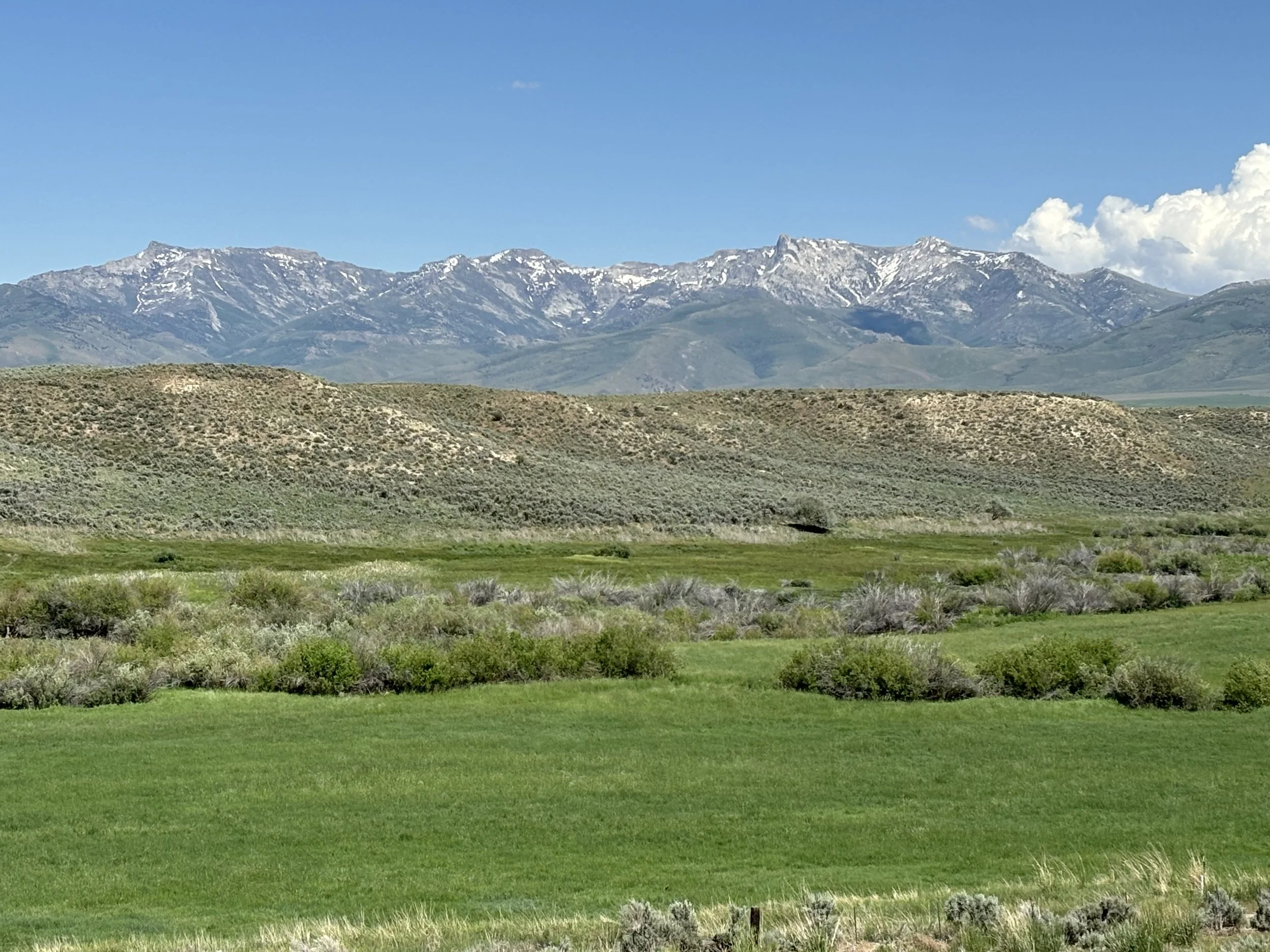 Steninger Ranching Beef | Experience Quality Beef Today
