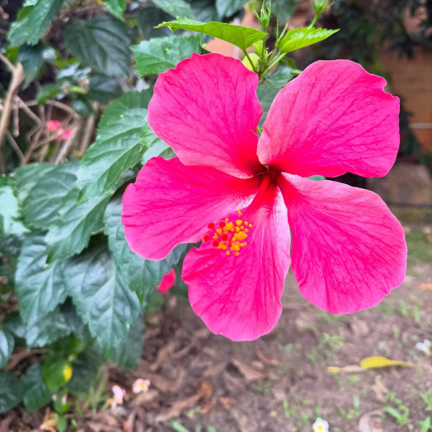 Bits &amp; pieces lately 🌺🫐🦠🪄🩷✨