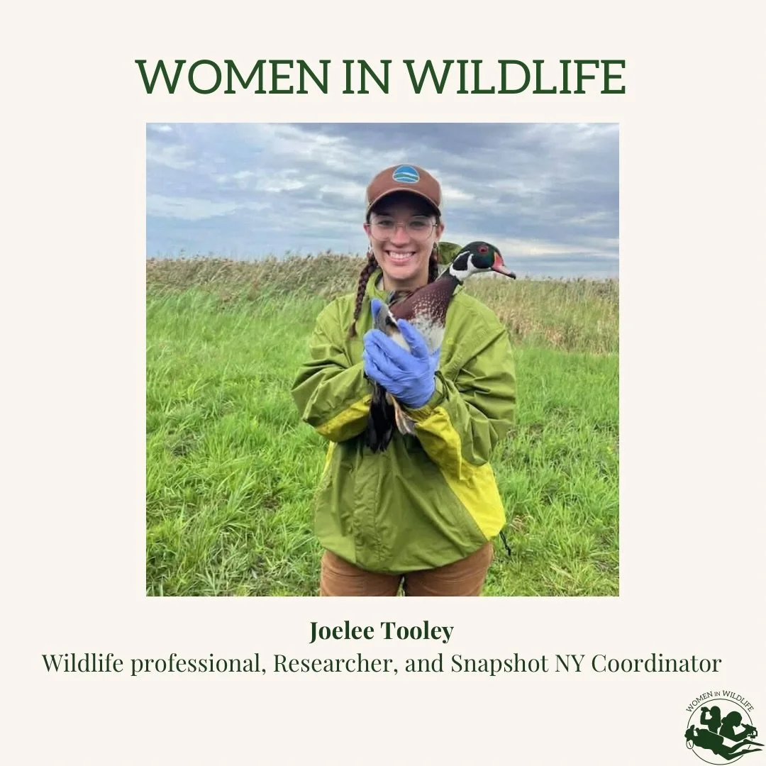Meet @joeleerebecca 🌿🦆

She&rsquo;s a wildlife professional whose journey has included everything from studying pika in Lassen Volcanic National Park to coordinating Snapshot NY at Cornell University. Her work now helps connect people across New Yo