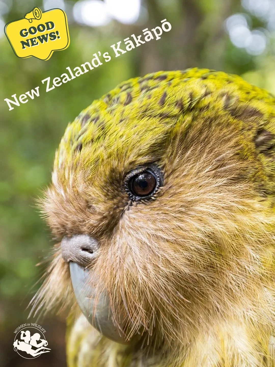 GOOD NEWS 📣 

The world&rsquo;s only flightless parrot, New Zealand&rsquo;s Kākāpō is making a comeback! Thanks to the amazing conservation efforts in New Zealand, the Kākāpō have reached a record breaking breeding season in 2026, providing hope for
