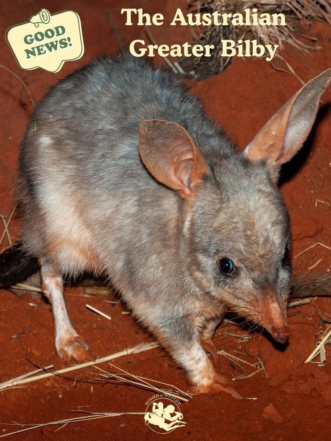 📣 Good news 📣 
An Australian Greater Bilby has been released back into the wild after sustaining a leg injury. He is now back turning over soil, creating burrows, and digging for food - improving soil quality, promoting seed germination, and increa