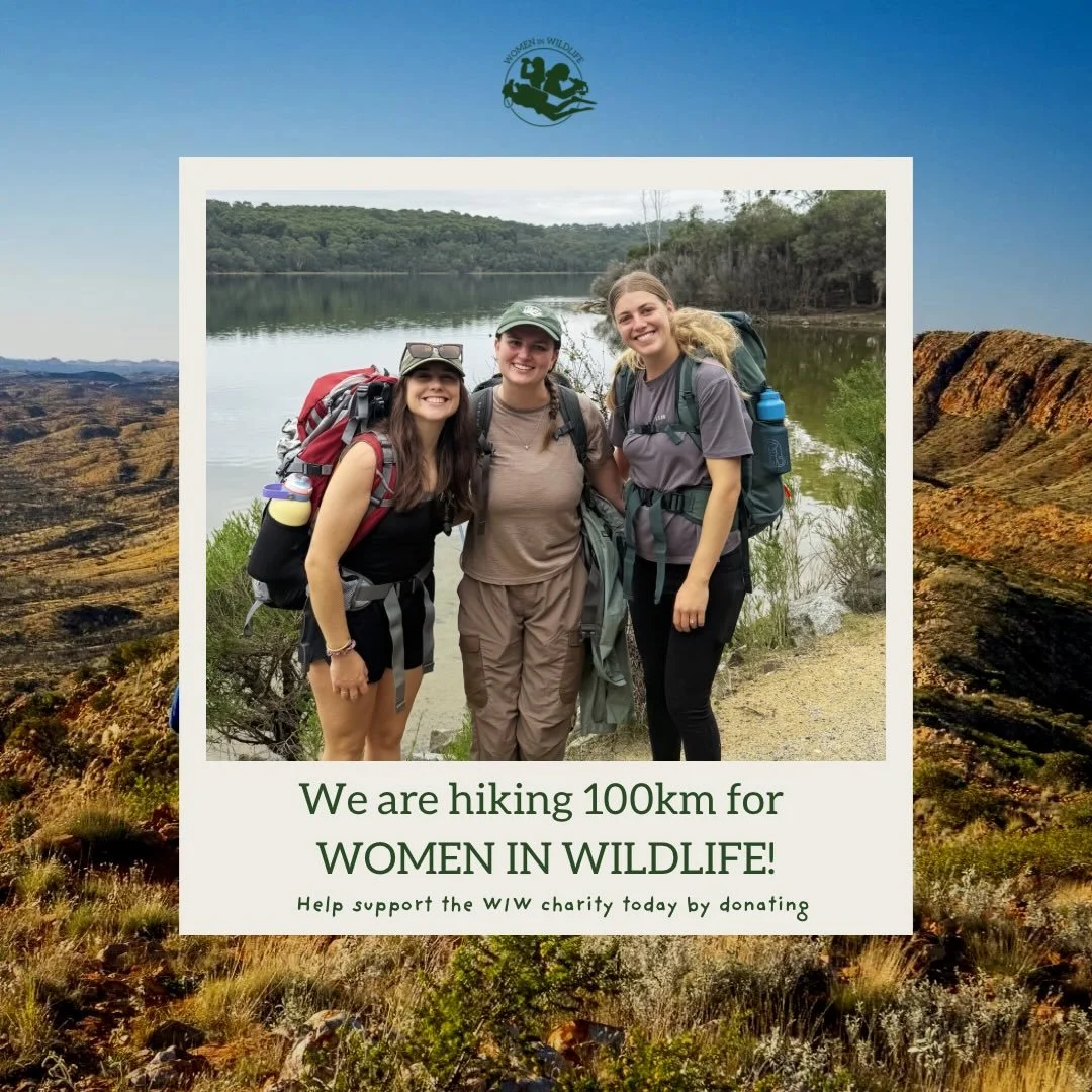 We start our 100km Larapinta Trail this Saturday! 💚

Over the next 7 days, 12 women from our Women in Wildlife community will be taking on the incredible landscapes of Central Australia to raise funds for WIW and support more opportunities for women