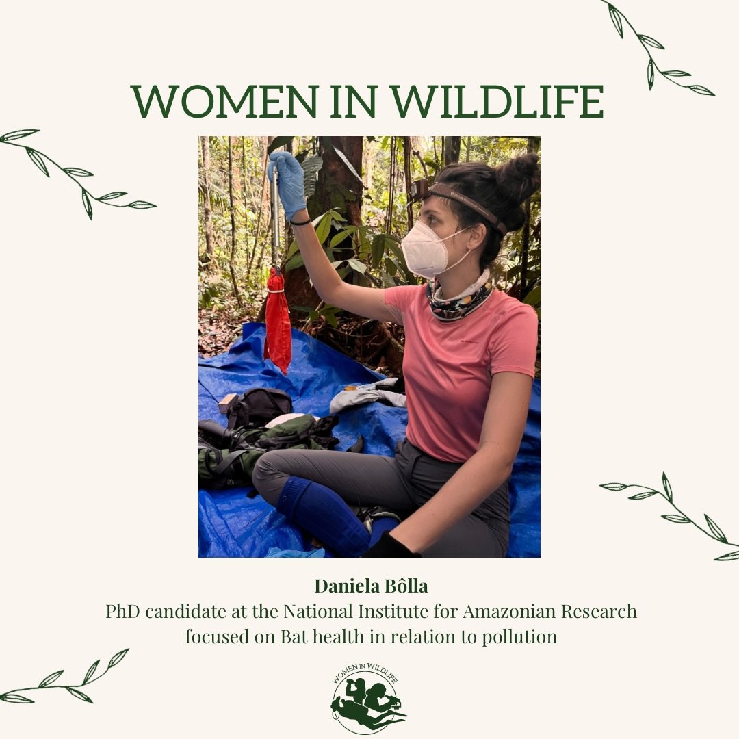 Meet @daanielabolla a PhD candidate researching bat health in the Amazon🦇🌿🌎 

Bat conservation is very important for pest control, pollination, and seed dispersal 🌱

Follow @daanielabolla for Bat ecology and behavior 🦇 

#womeninwildlife #bats #