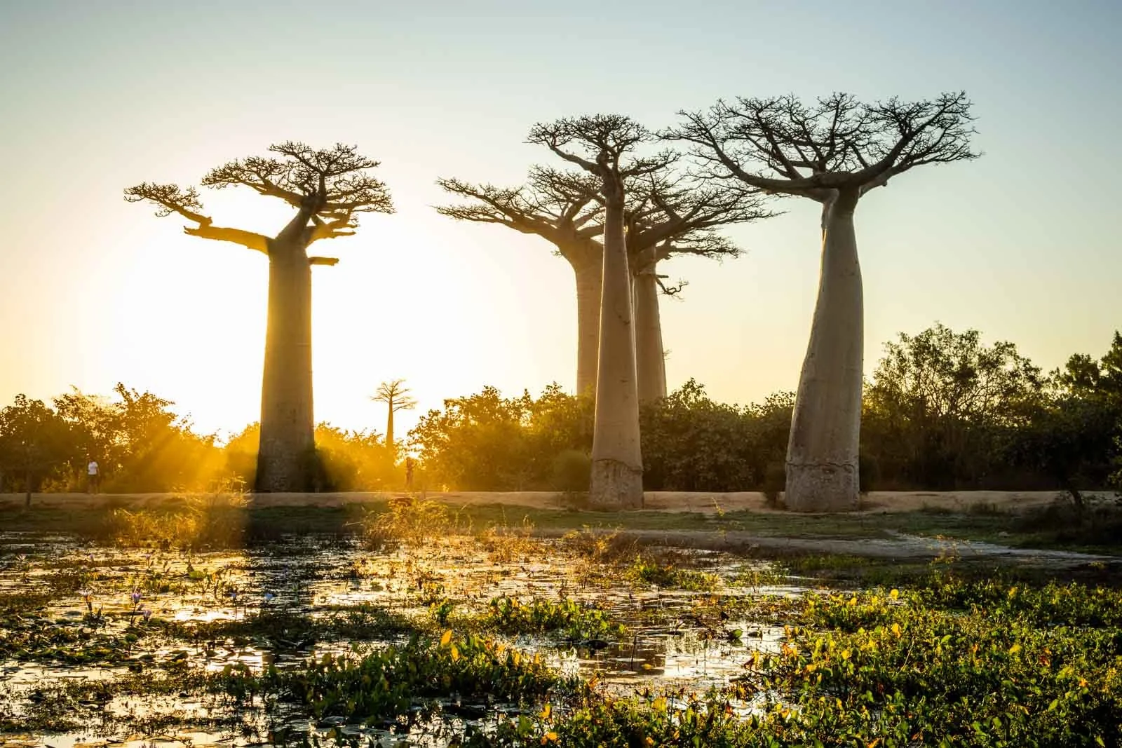 Baobab-Alley-0105.jpg