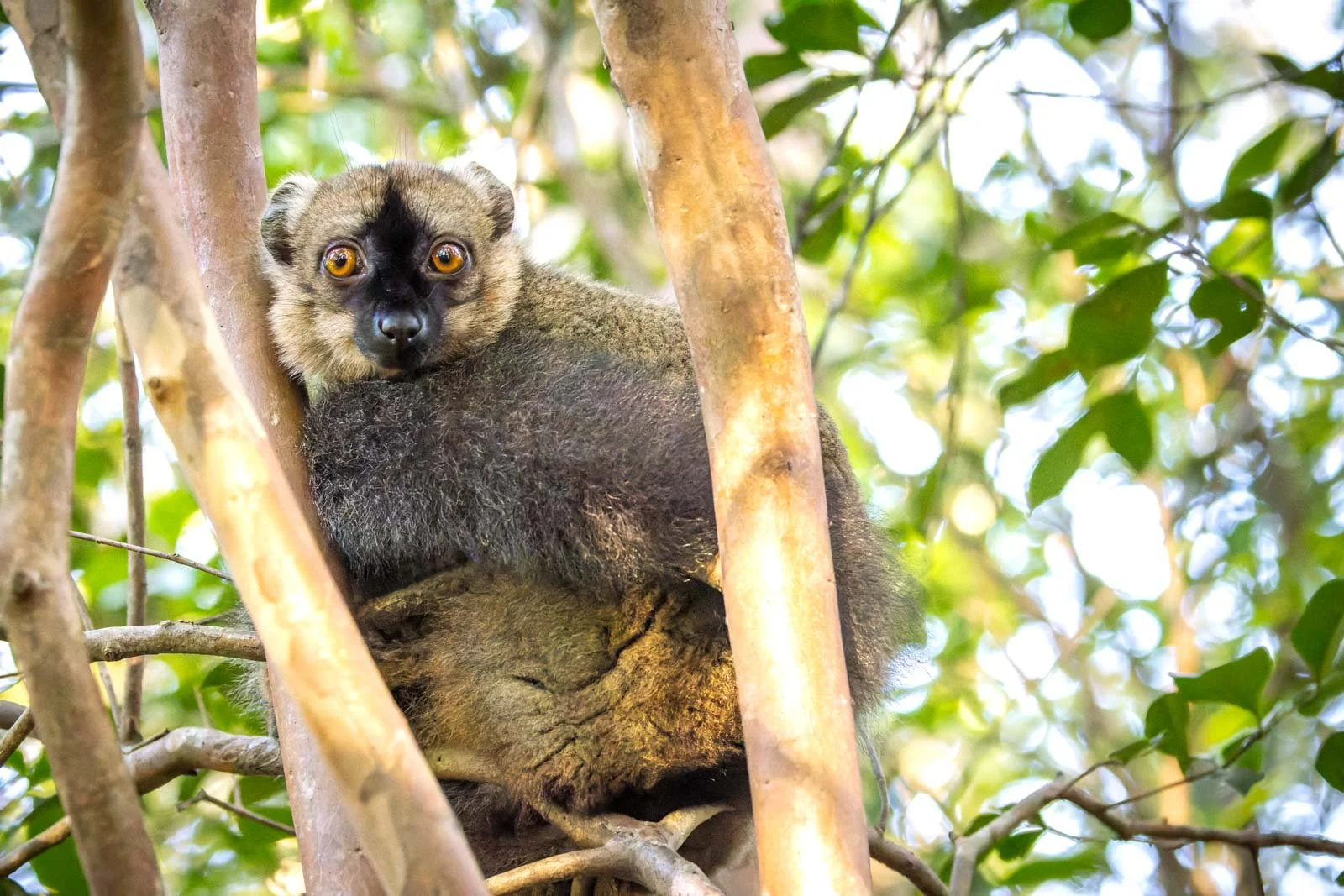 Andasibe_Lemur-Sanctuary-15.jpg